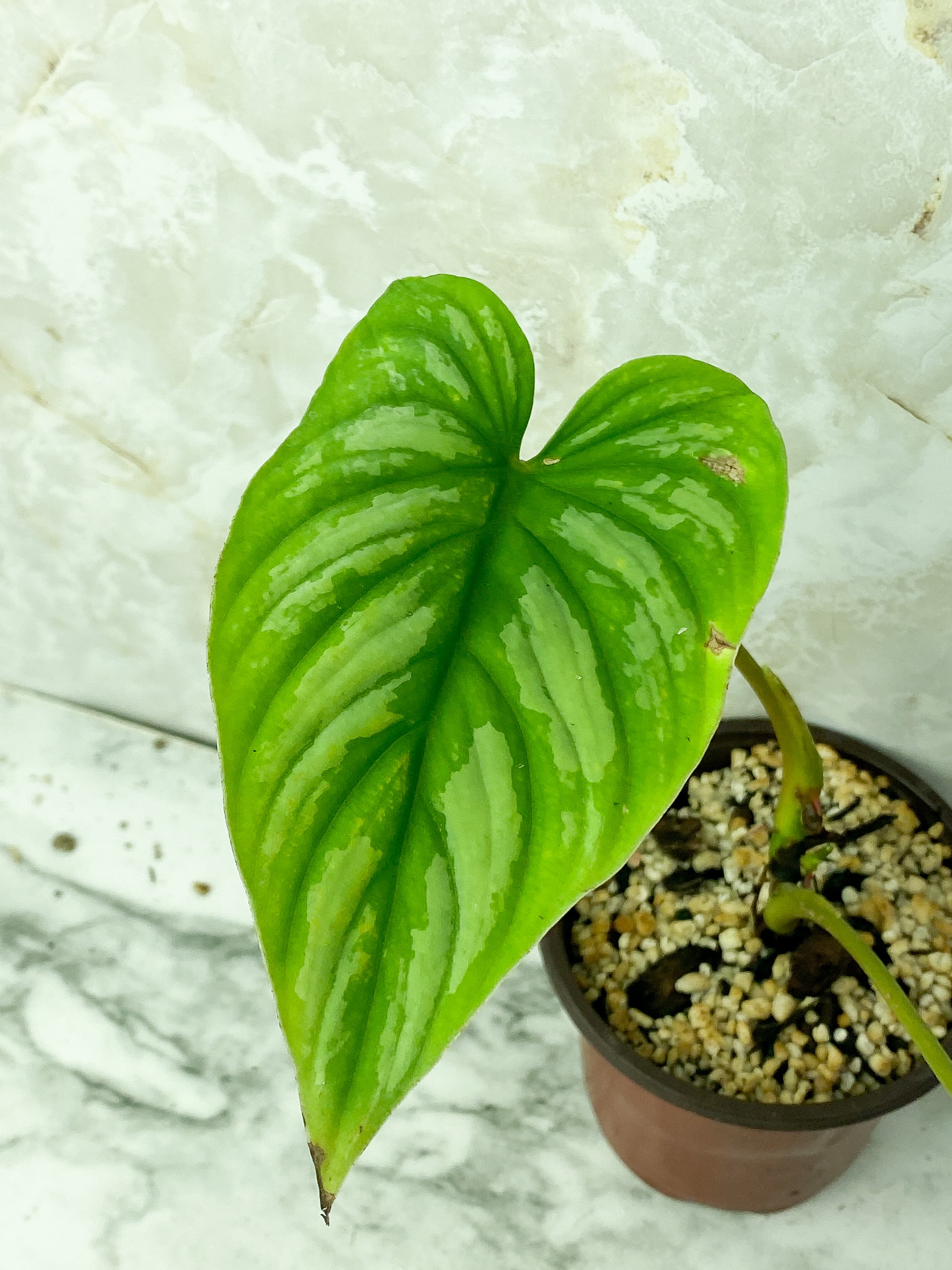 Reserved: Philodendron mamei silver rooted $65