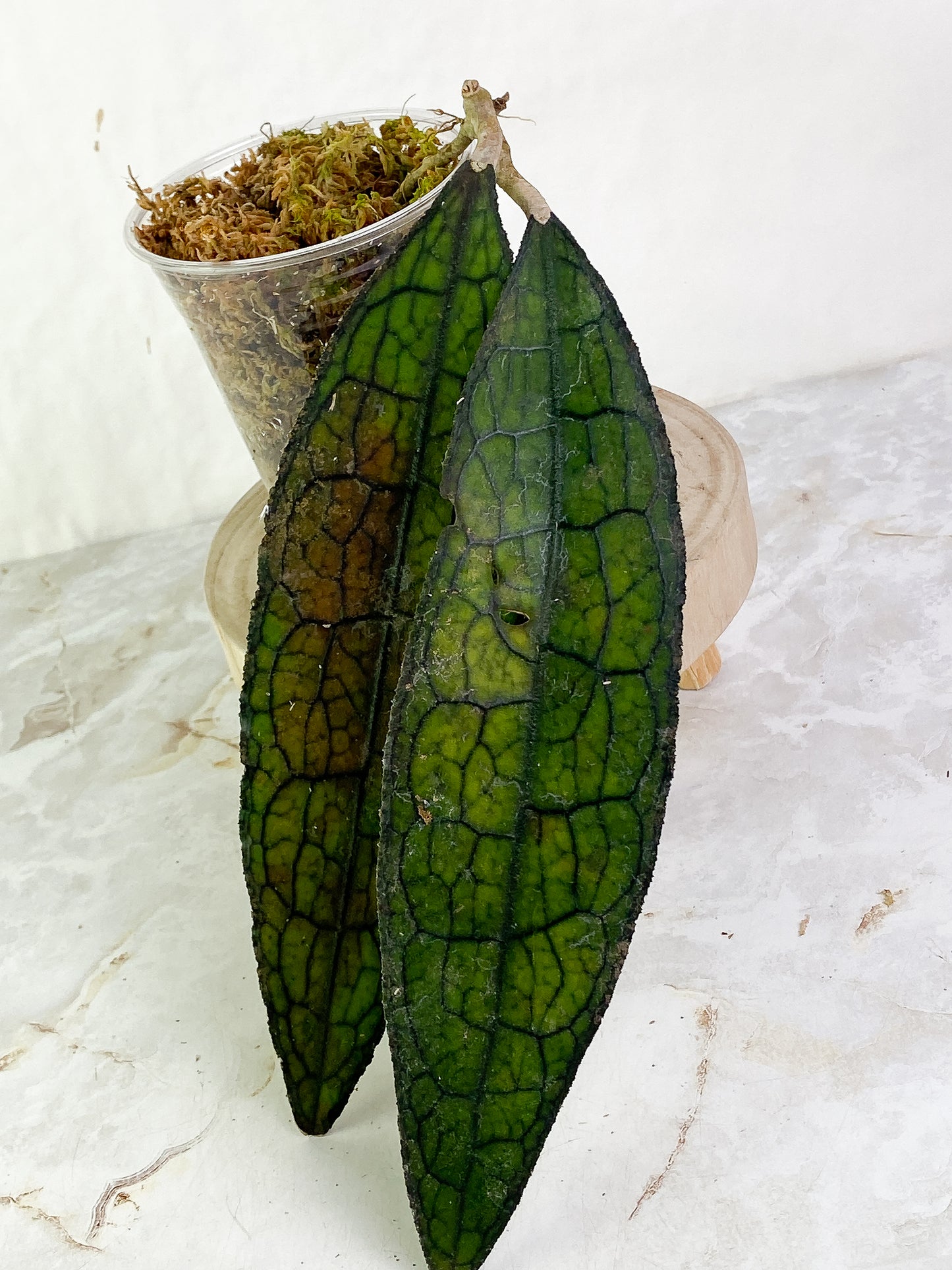 Hoya Clemensiorum 2 leaves (9" long)