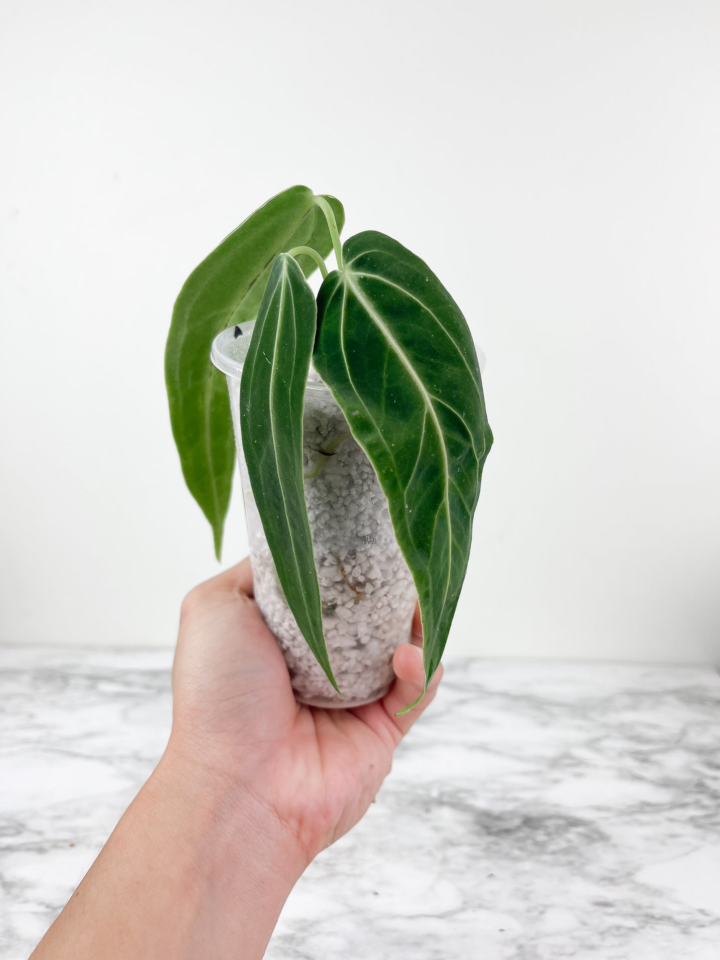 Anthurium warocqueanum (Dark and narrow) rooted 3 leaves