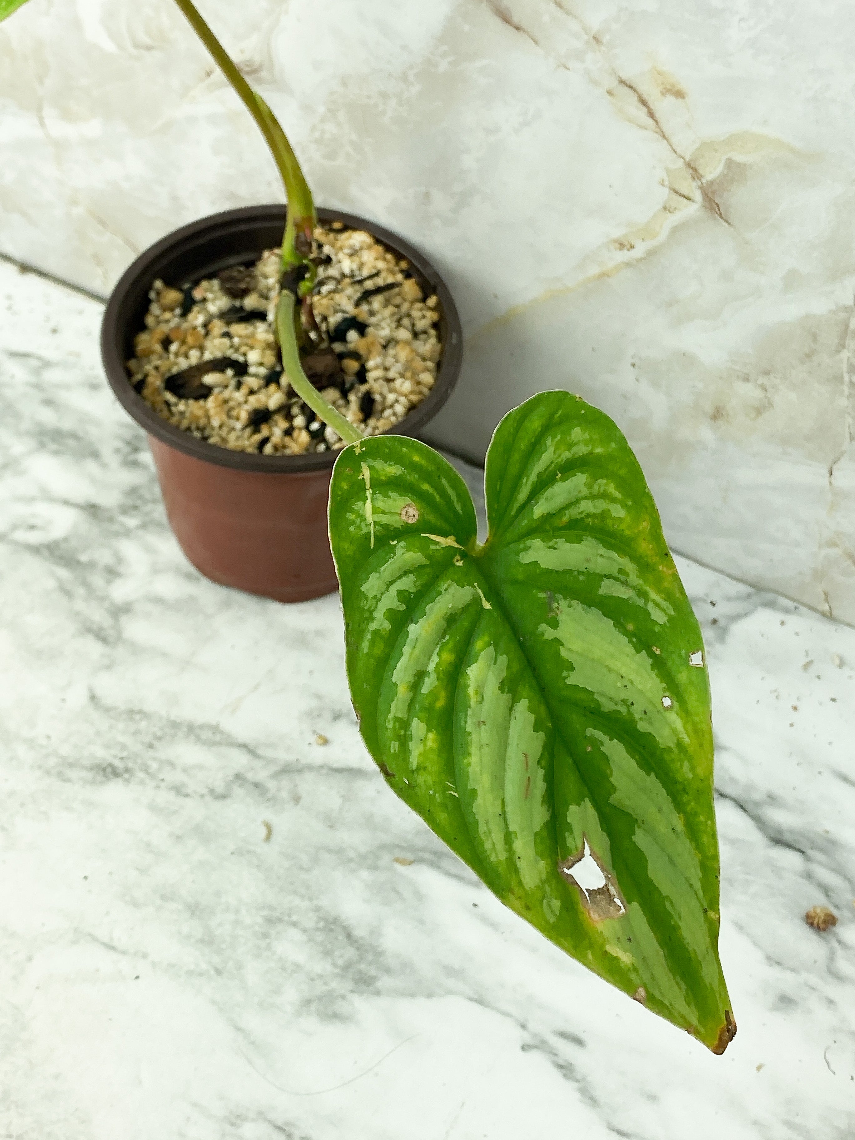 Reserved: Philodendron mamei silver rooted $65