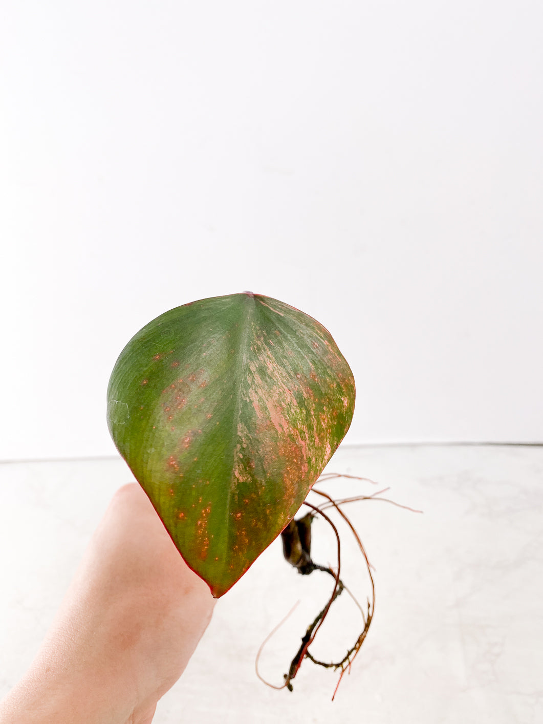 Philodendron Strawberry Shake  1 small leaf
