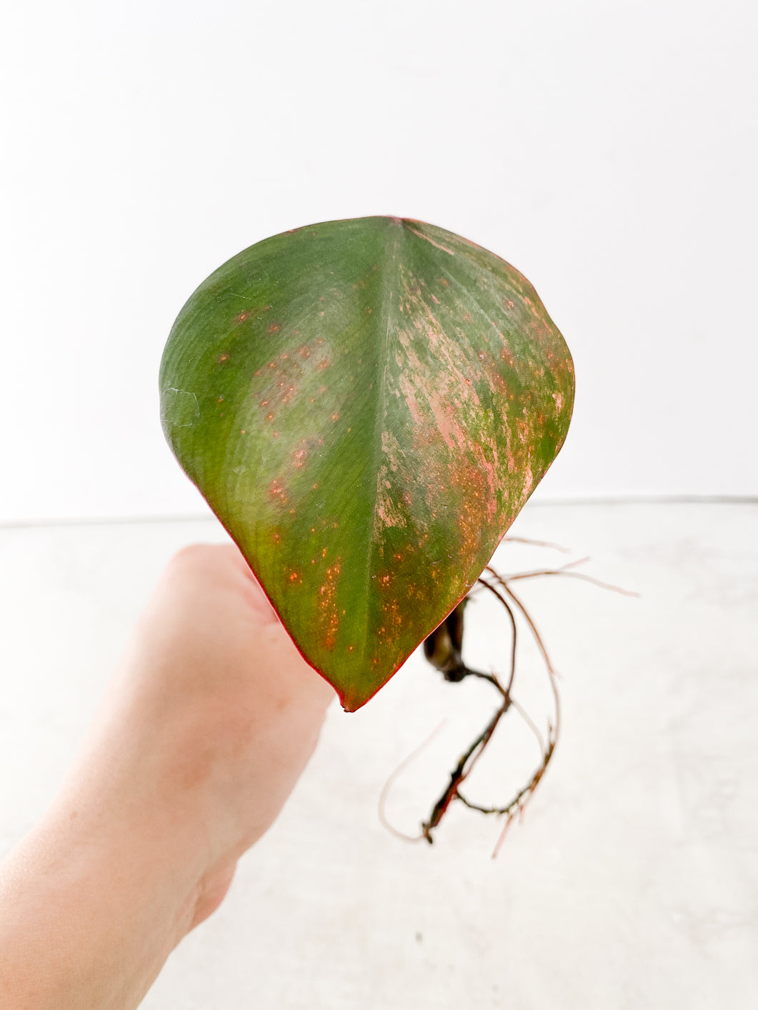 Philodendron Strawberry Shake  1 small leaf