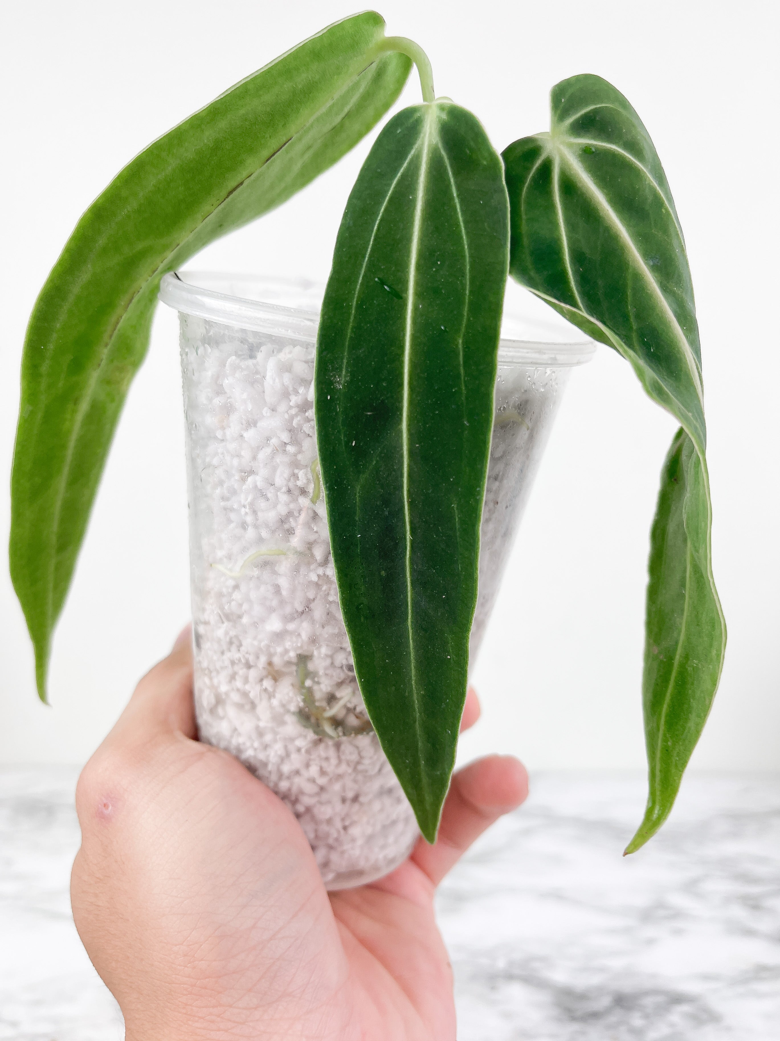 Anthurium warocqueanum (Dark and narrow) rooted 3 leaves