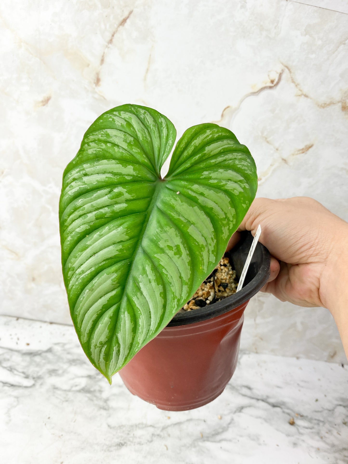 Reserved: Philodendron mamei silver big leaf and 1 sprout $65