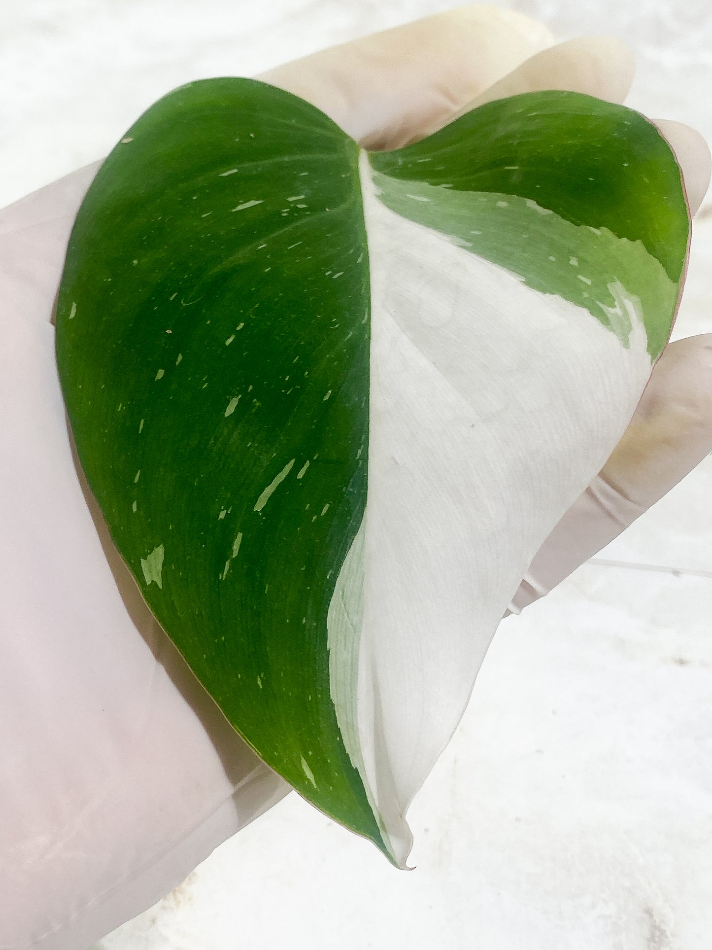 Philodendron White Princess Rooting  1 leaf half moon