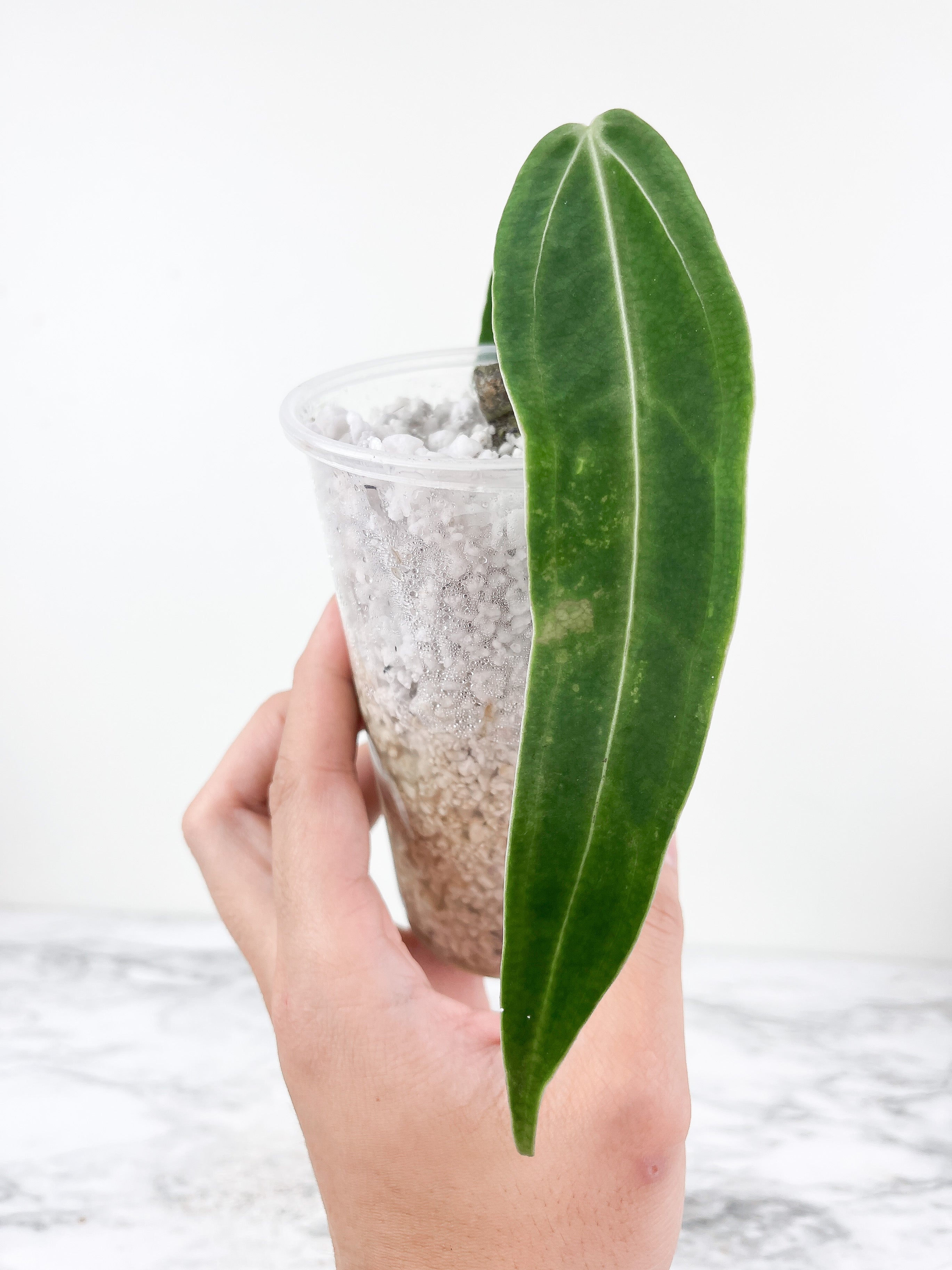 Anthurium warocqueanum (Dark and narrow) rooted 3 leaves