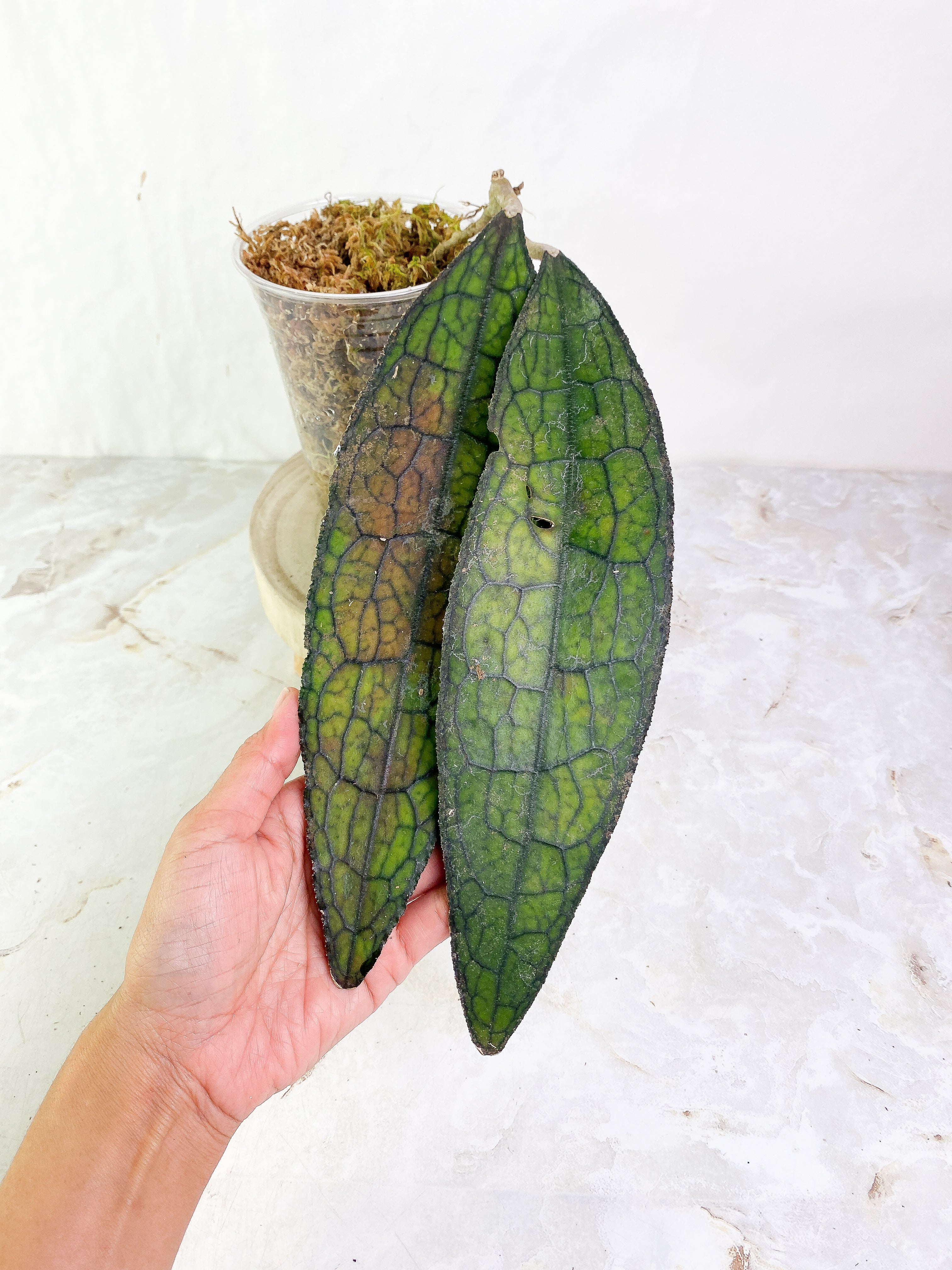Hoya Clemensiorum 2 leaves (9" long)