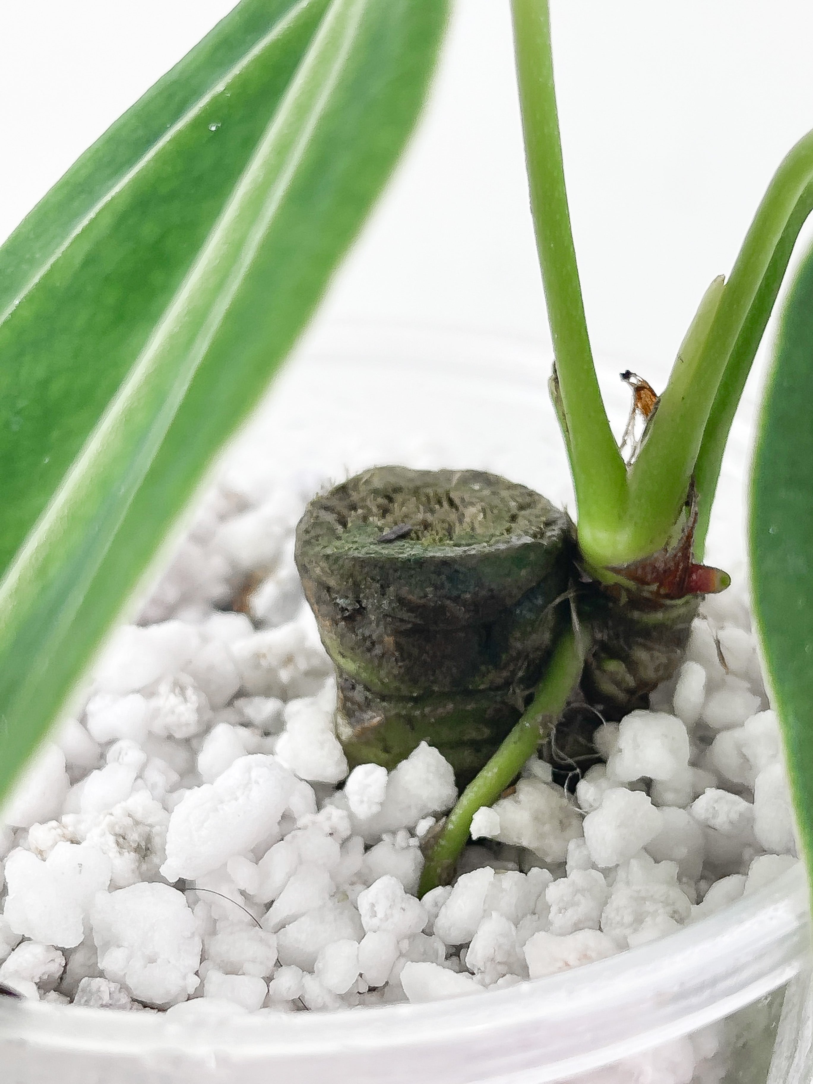 Anthurium warocqueanum (Dark and narrow) rooted 3 leaves