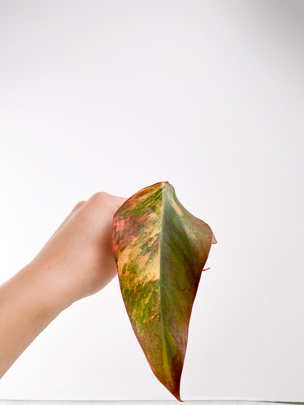 Philodendron Strawberry Shake  2 leaves top cutting