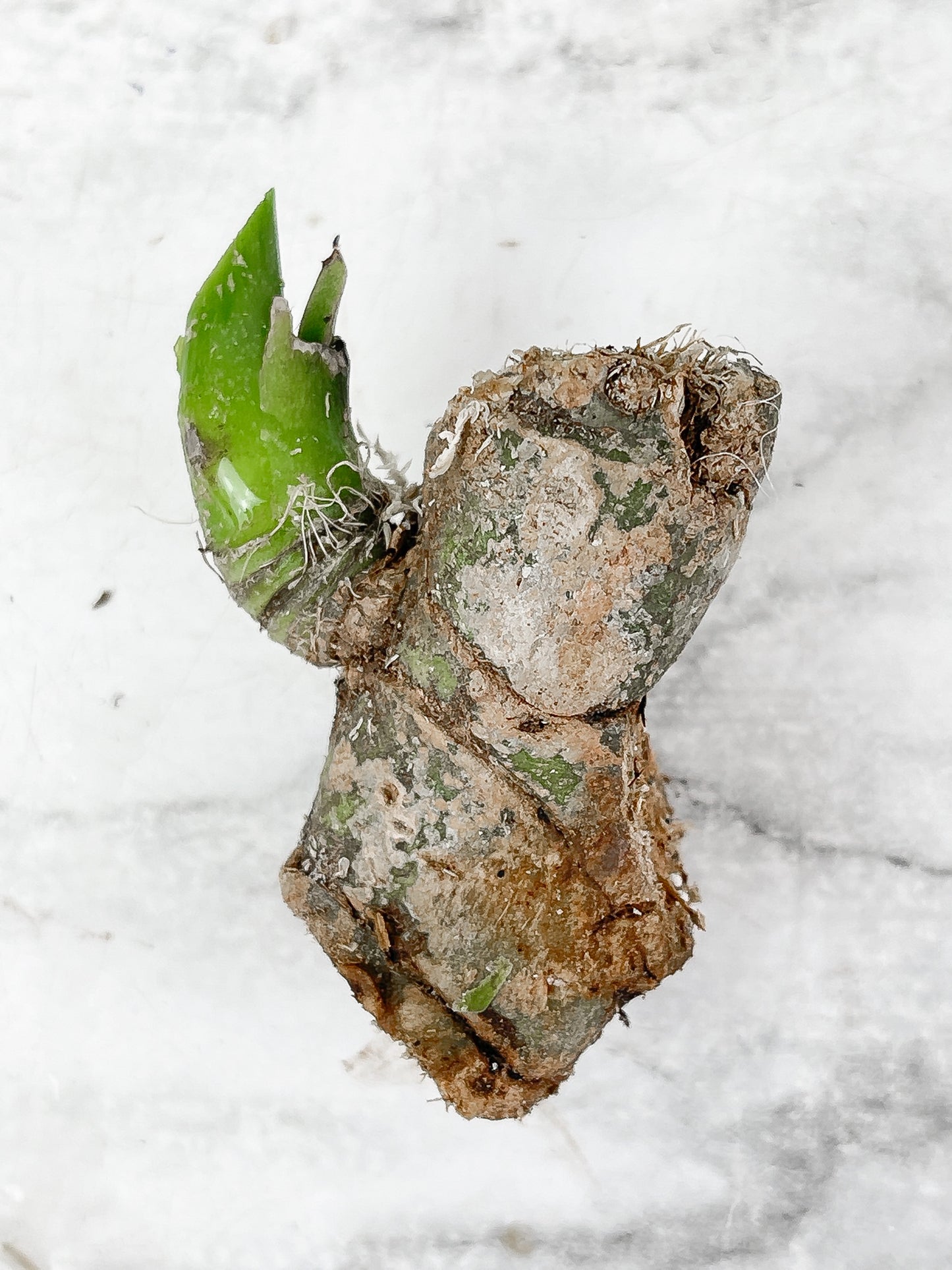 Anthurium warocqueanum (Dark and narrow) chonk unrooted with 1 new sprout