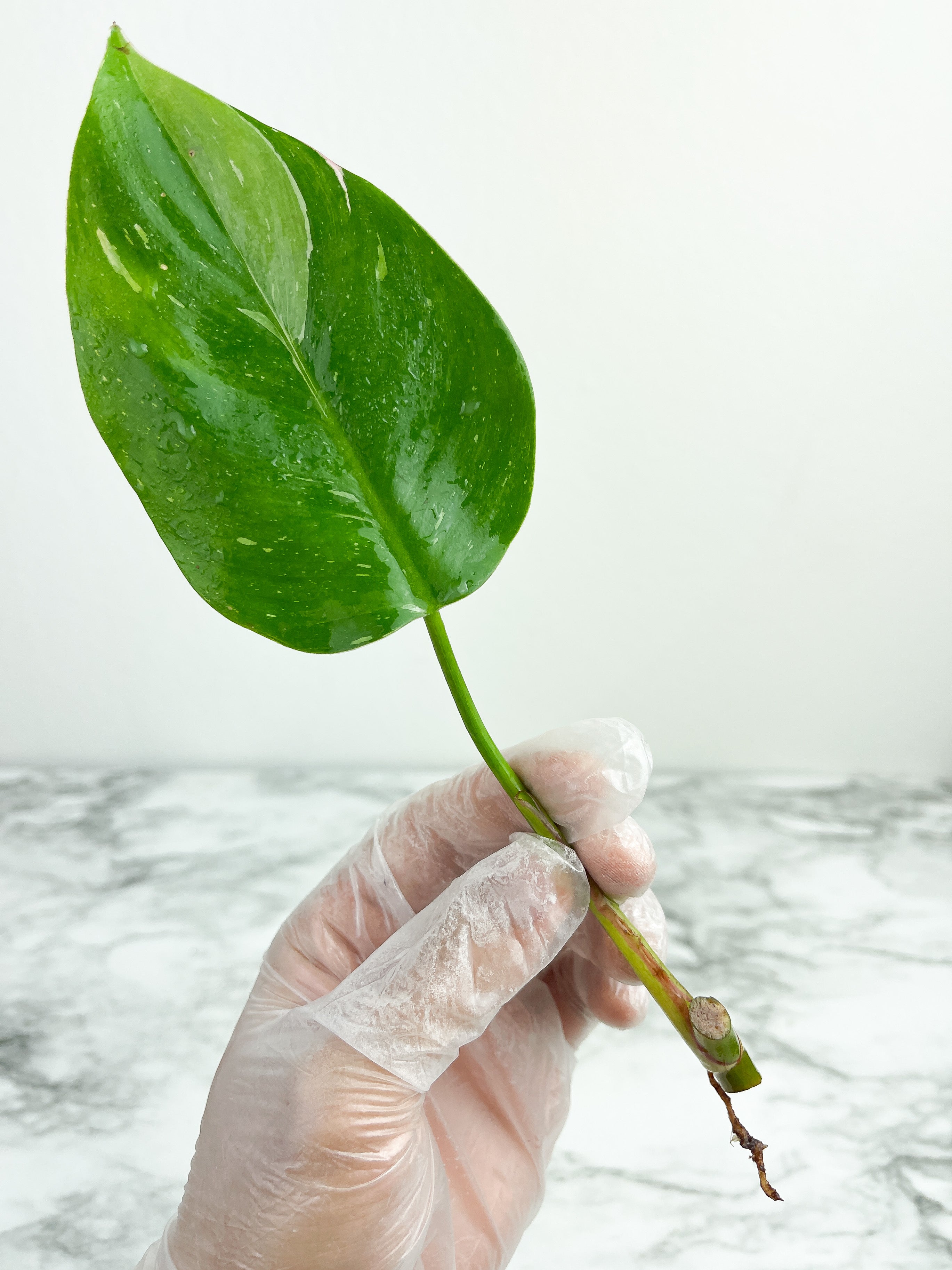 Philodendron White Princess rooting in moss Cutting 1 leaf with 1 growing eye.  (Sample mother plants are in last photo which is not included in this sale. )