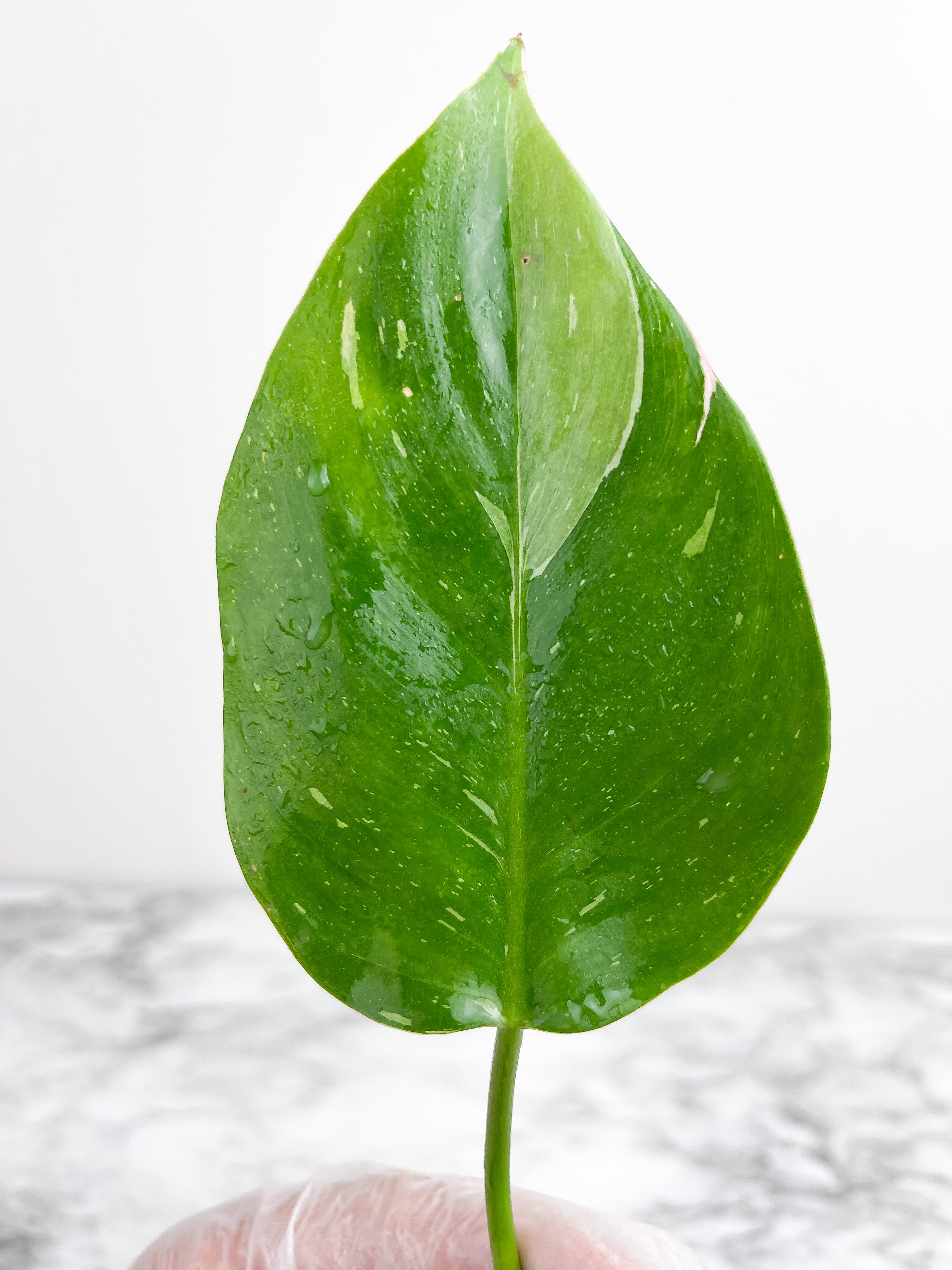 Philodendron White Princess rooting in moss Cutting 1 leaf with 1 growing eye.  (Sample mother plants are in last photo which is not included in this sale. )