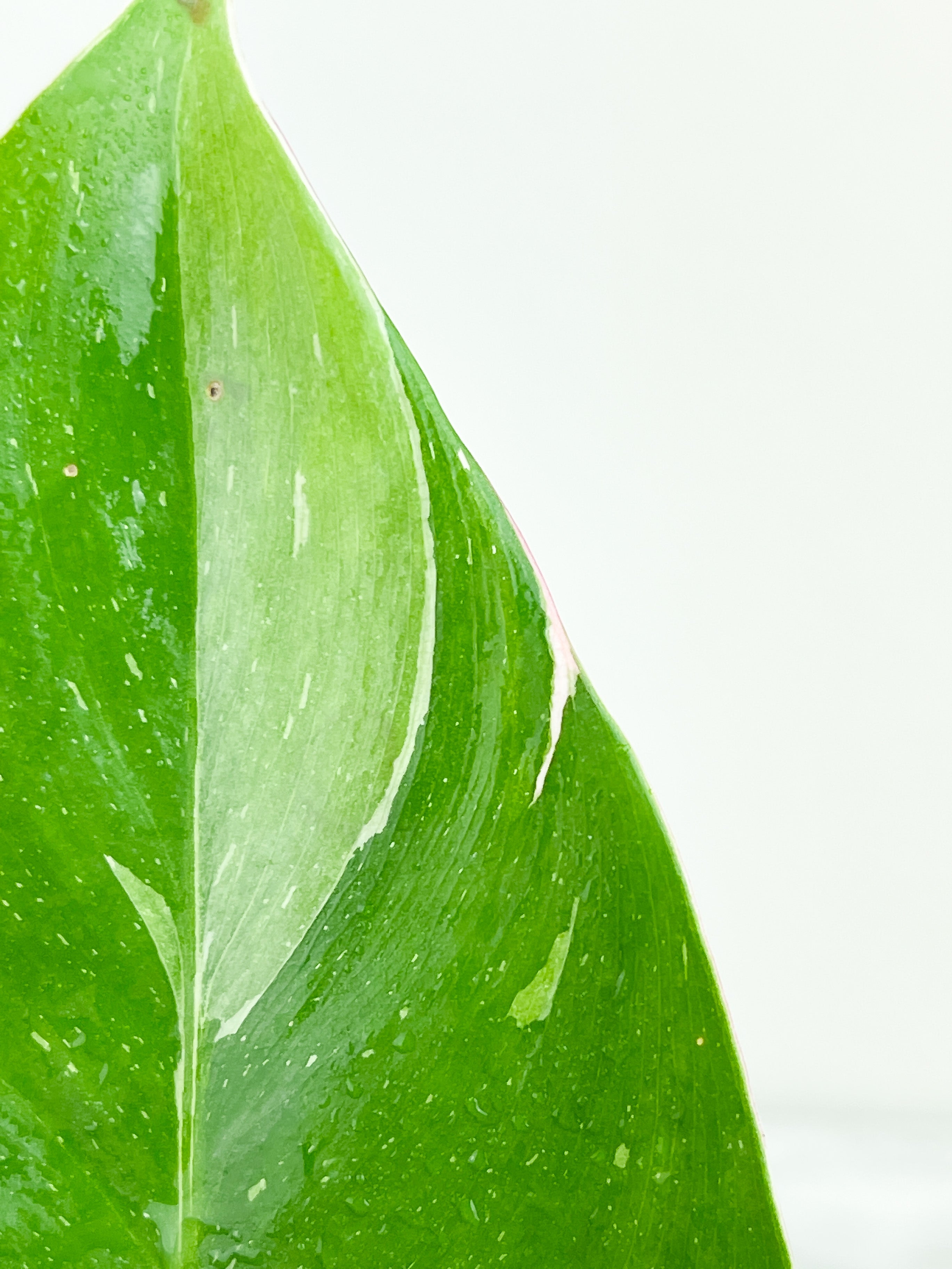 Philodendron White Princess rooting in moss Cutting 1 leaf with 1 growing eye.  (Sample mother plants are in last photo which is not included in this sale. )