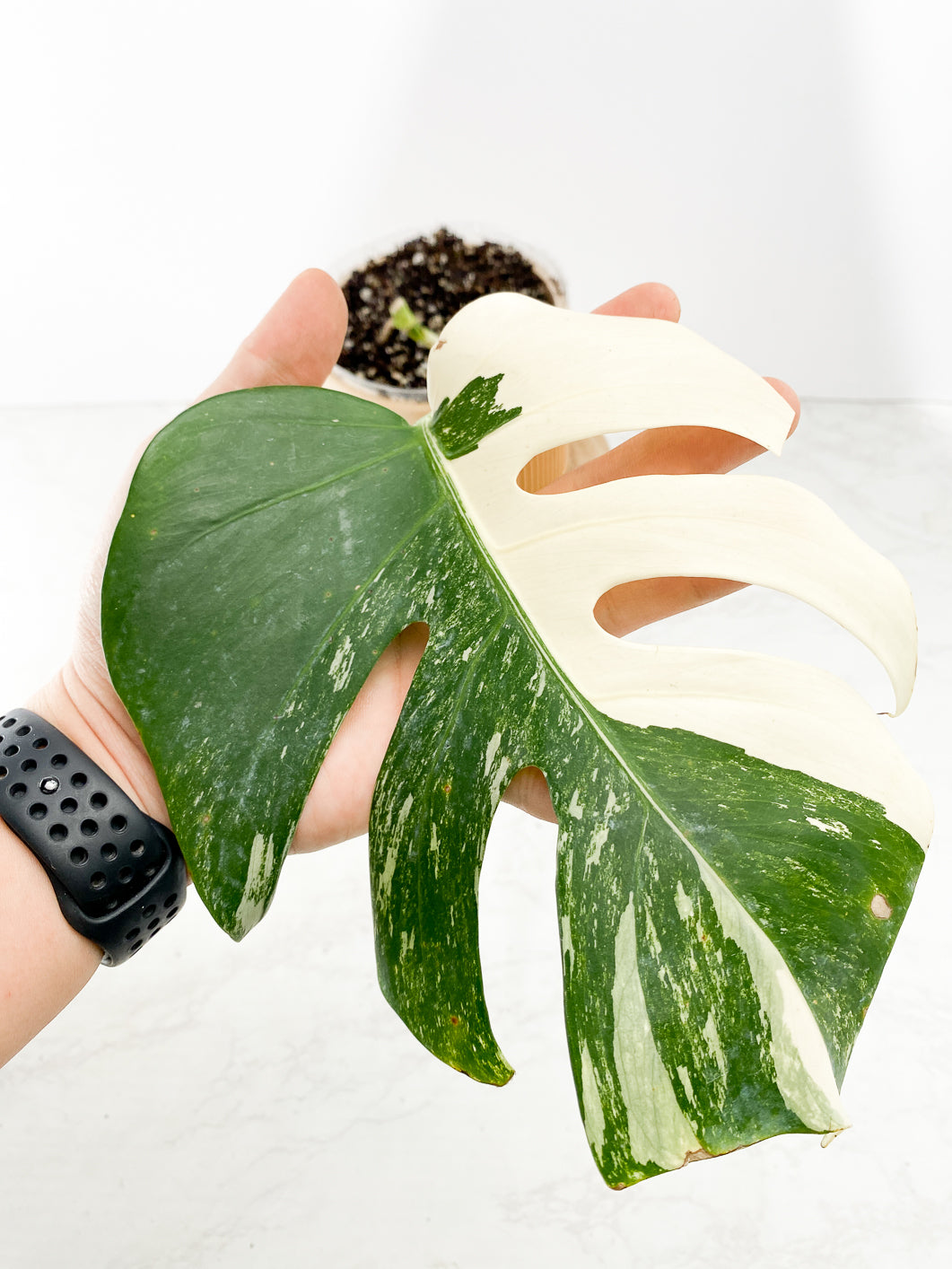 Monstera albo variegata White Tiger Slightly Rooted 1 leaf double nodes Slightly Rooted Top Cutting