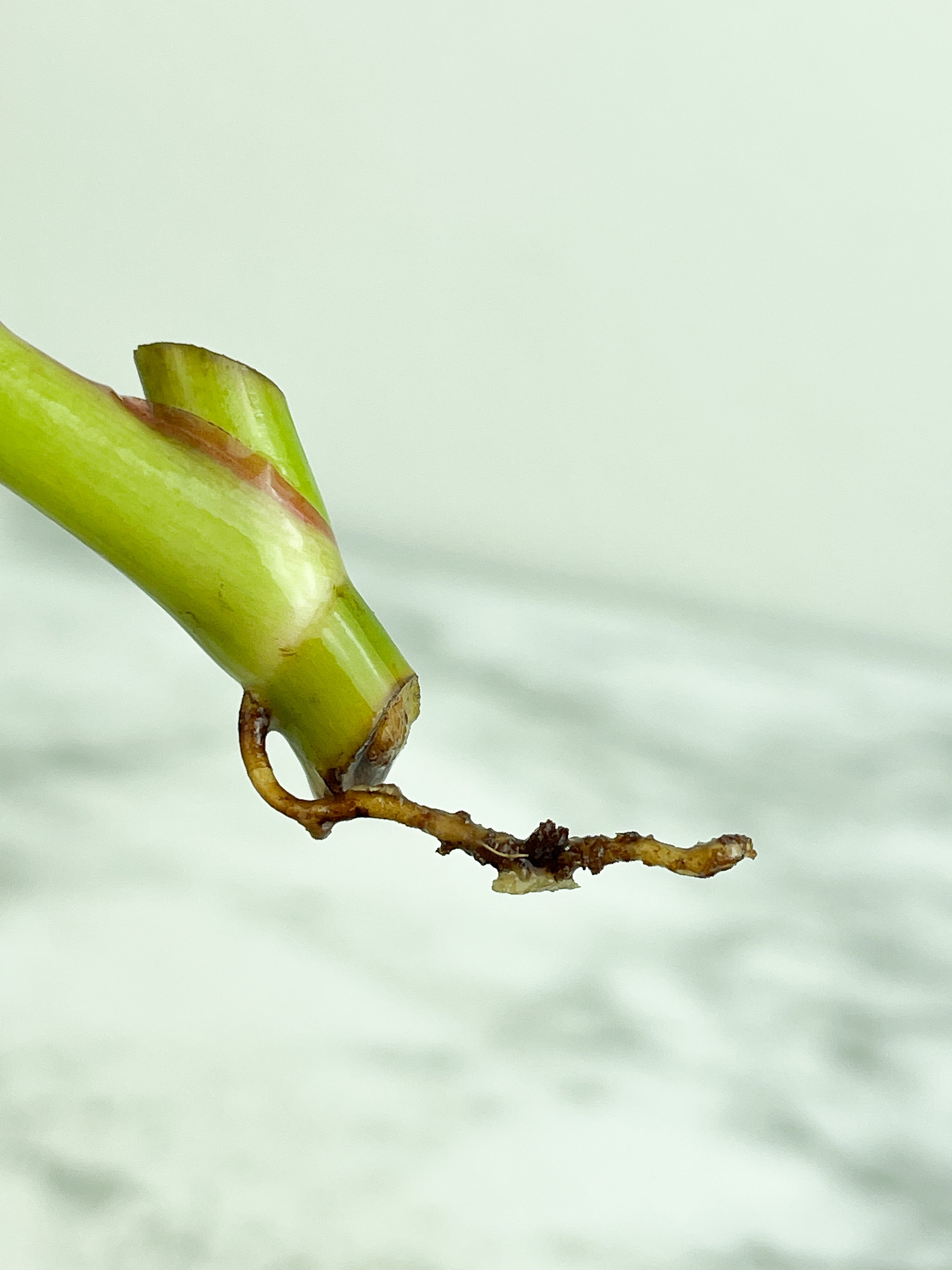 Philodendron White Princess rooting in moss Cutting 1 leaf with 1 growing eye.  (Sample mother plants are in last photo which is not included in this sale. )