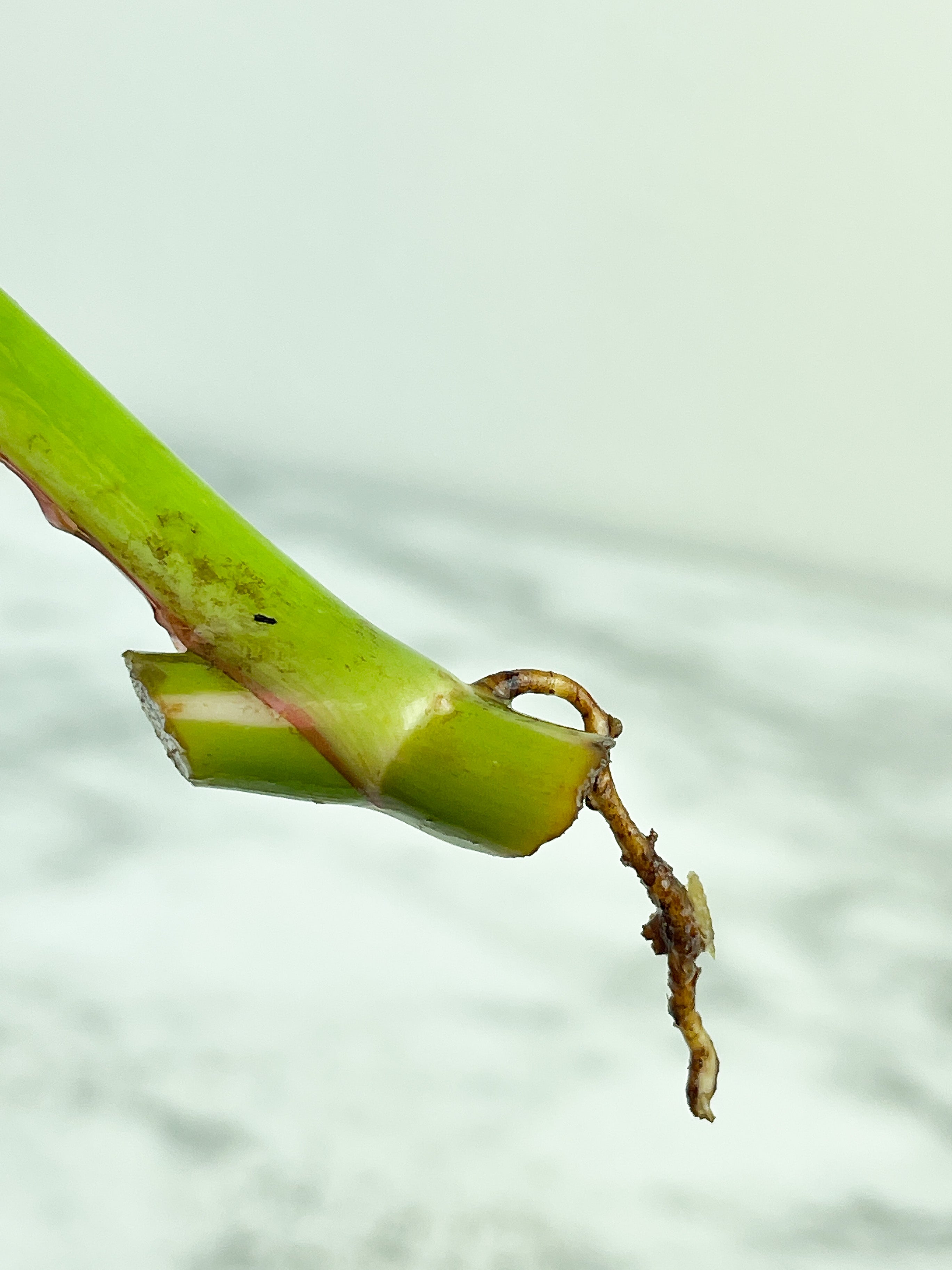 Philodendron White Princess rooting in moss Cutting 1 leaf with 1 growing eye.  (Sample mother plants are in last photo which is not included in this sale. )