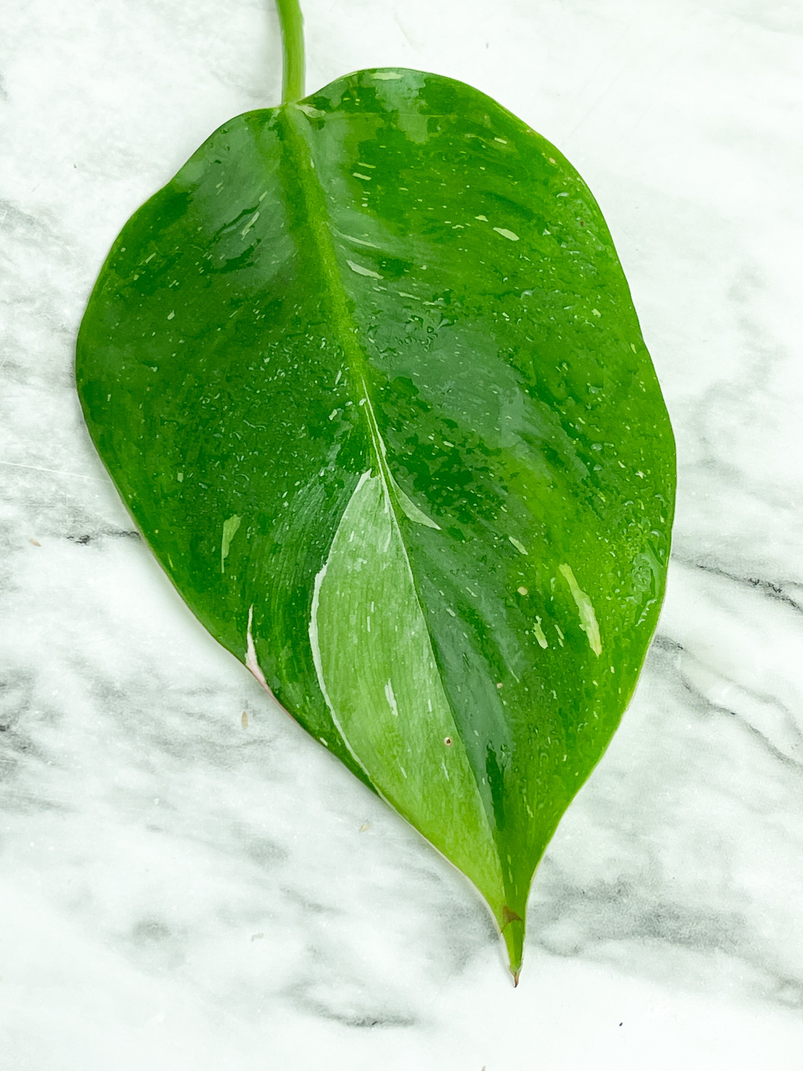 Philodendron White Princess rooting in moss Cutting 1 leaf with 1 growing eye.  (Sample mother plants are in last photo which is not included in this sale. )