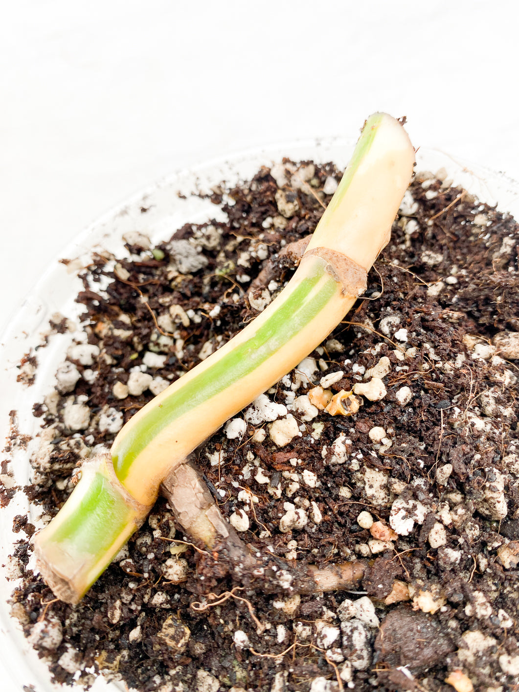 Monstera albo variegata White Tiger Rooted double node 2 growing buds