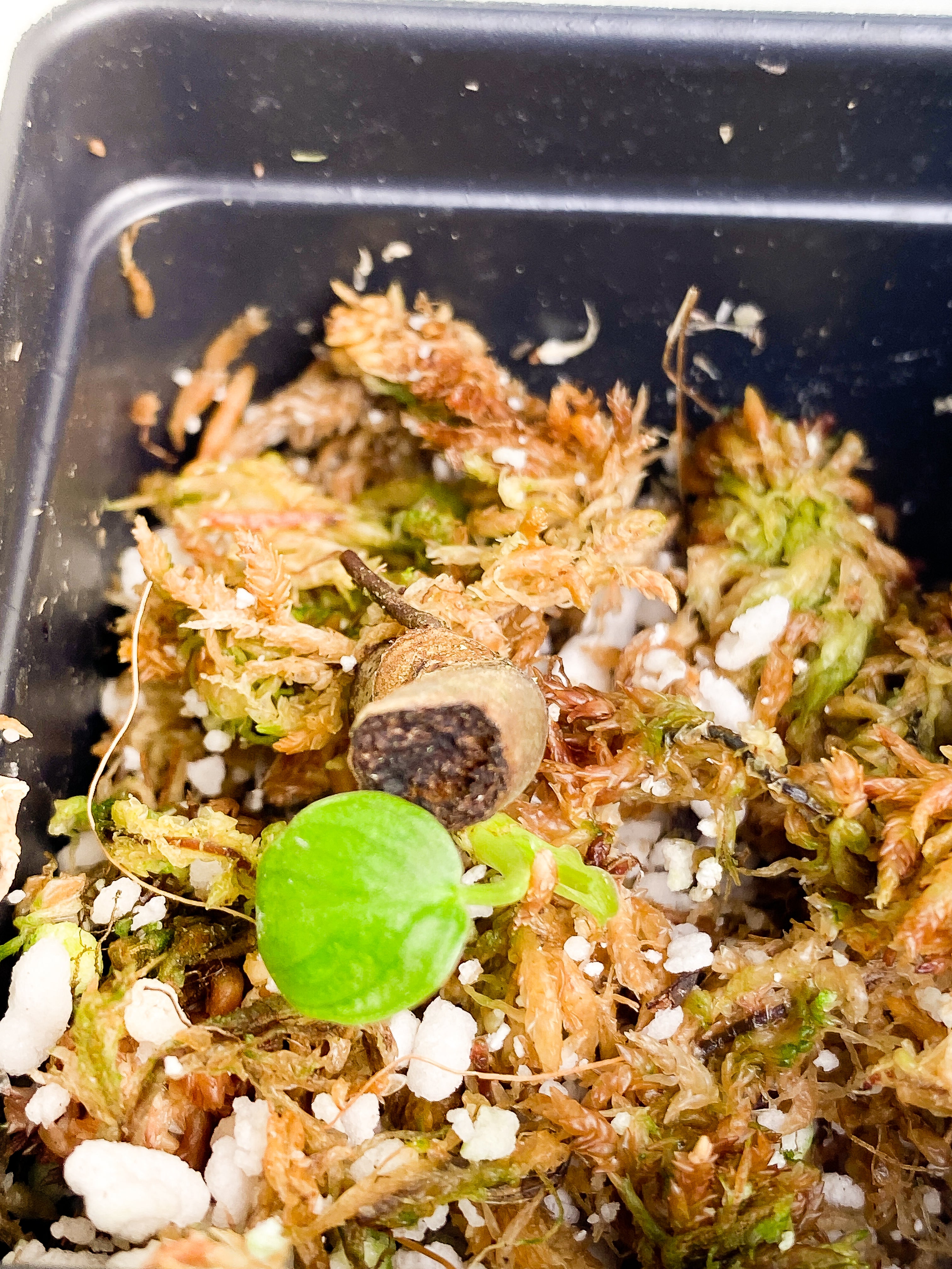 Philodendron verrucosum cobra cutting with 1 baby leaf and 1 sprout rooted