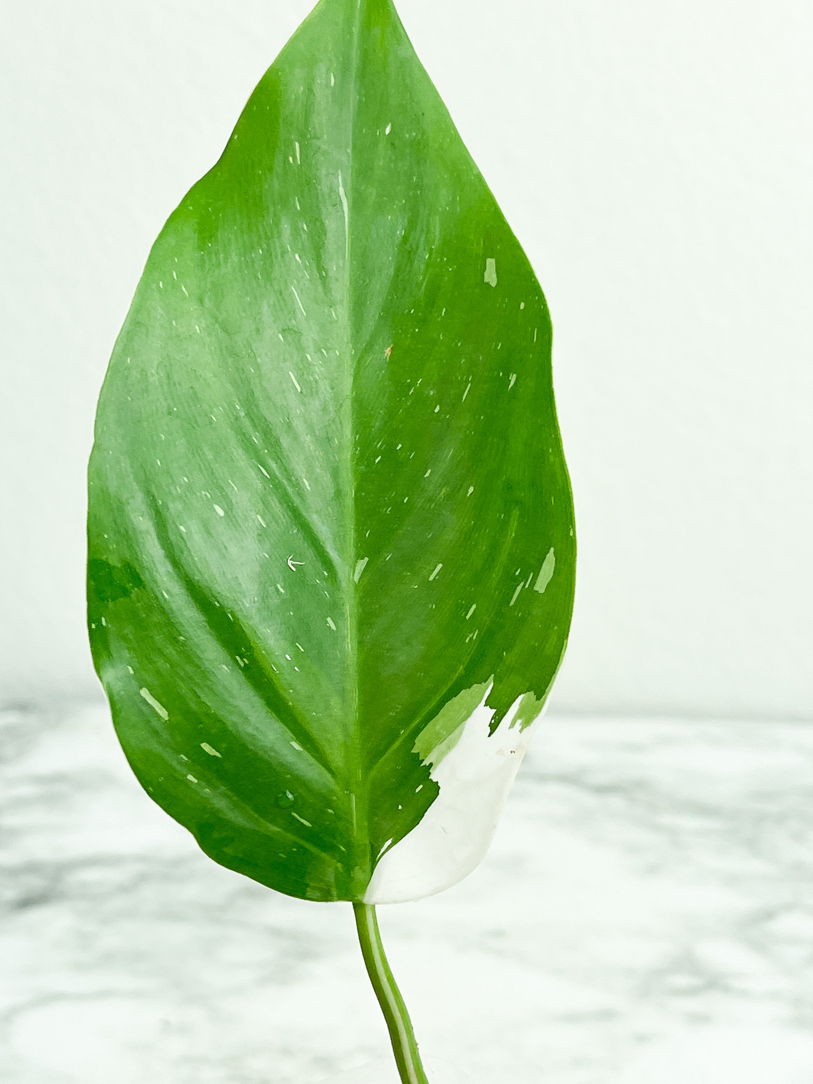 Highly Variegated Philodendron White Princess unrooted  Cutting 1 leaf with 1 growing eye.  (Sample mother plants are in last photo which is not included in this sale. )