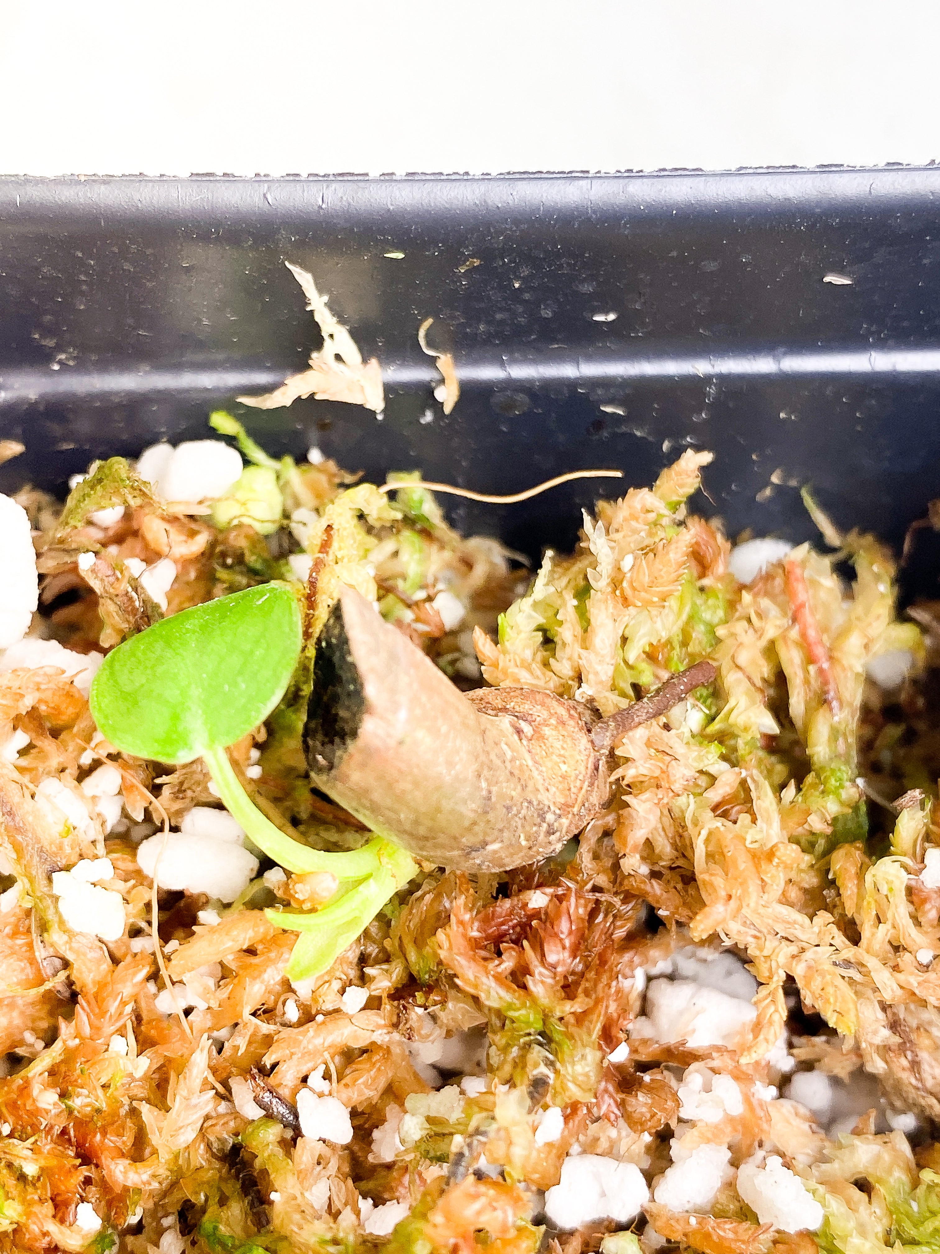 Philodendron verrucosum cobra cutting with 1 baby leaf and 1 sprout rooted