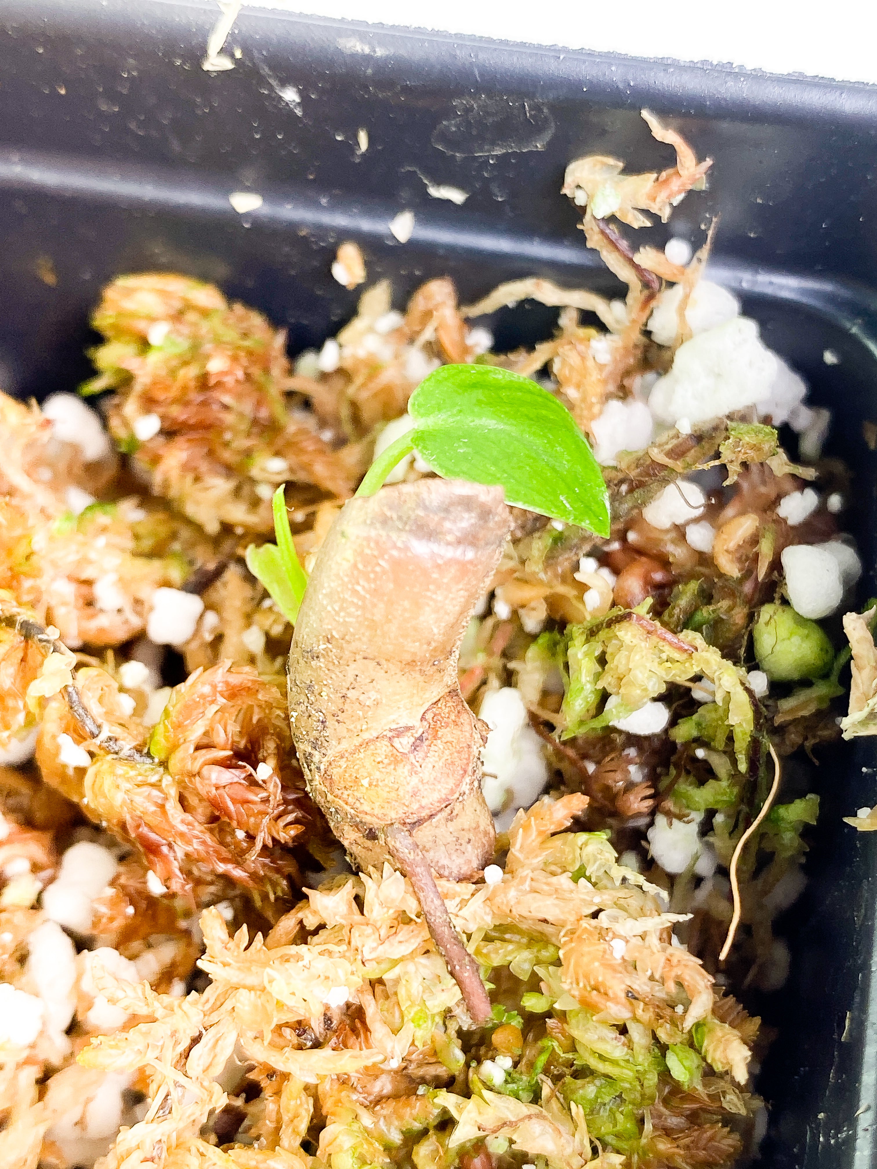 Philodendron verrucosum cobra cutting with 1 baby leaf and 1 sprout rooted