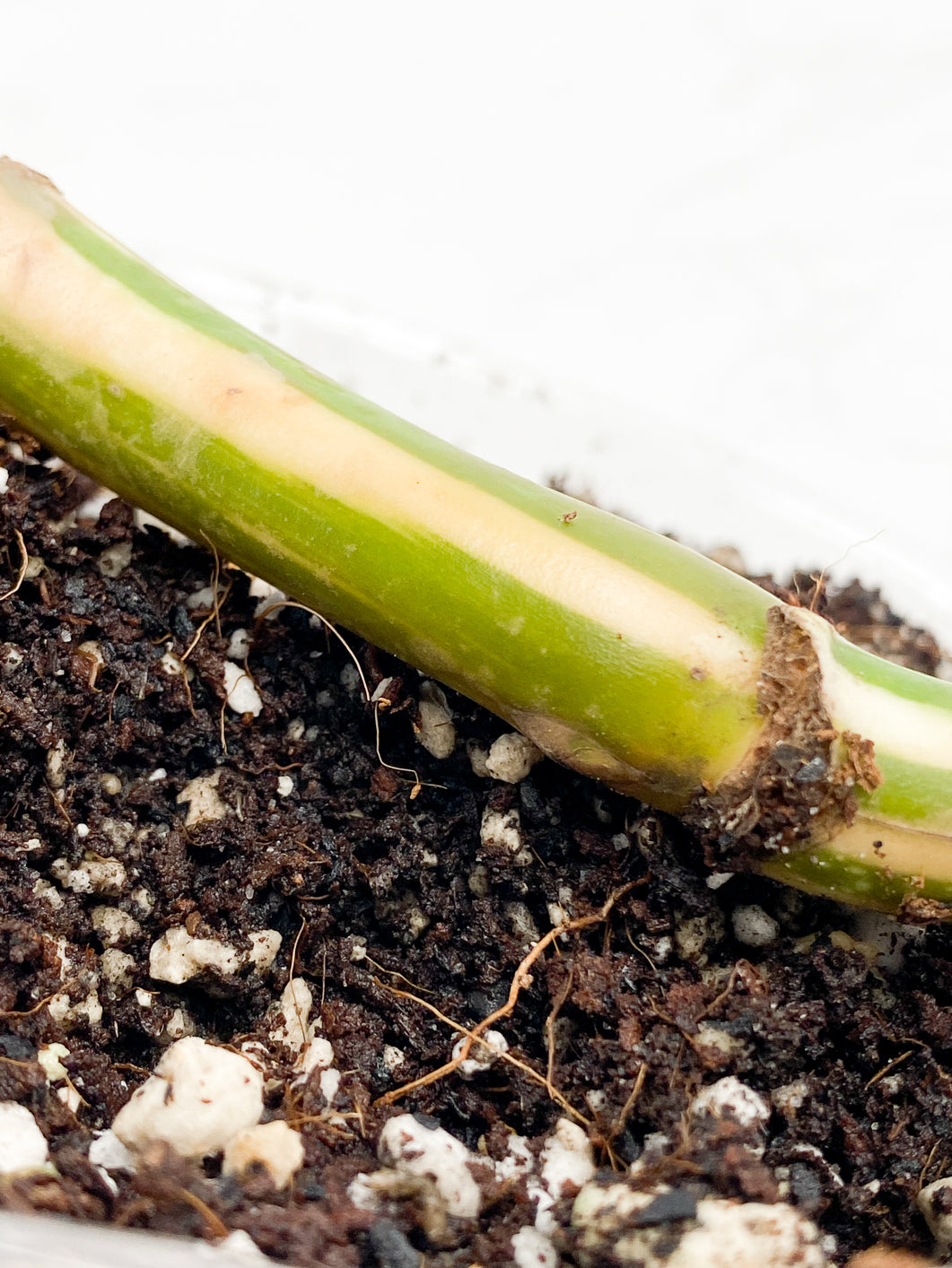 Monstera albo variegata White Tiger Rooted double node 2 growing buds