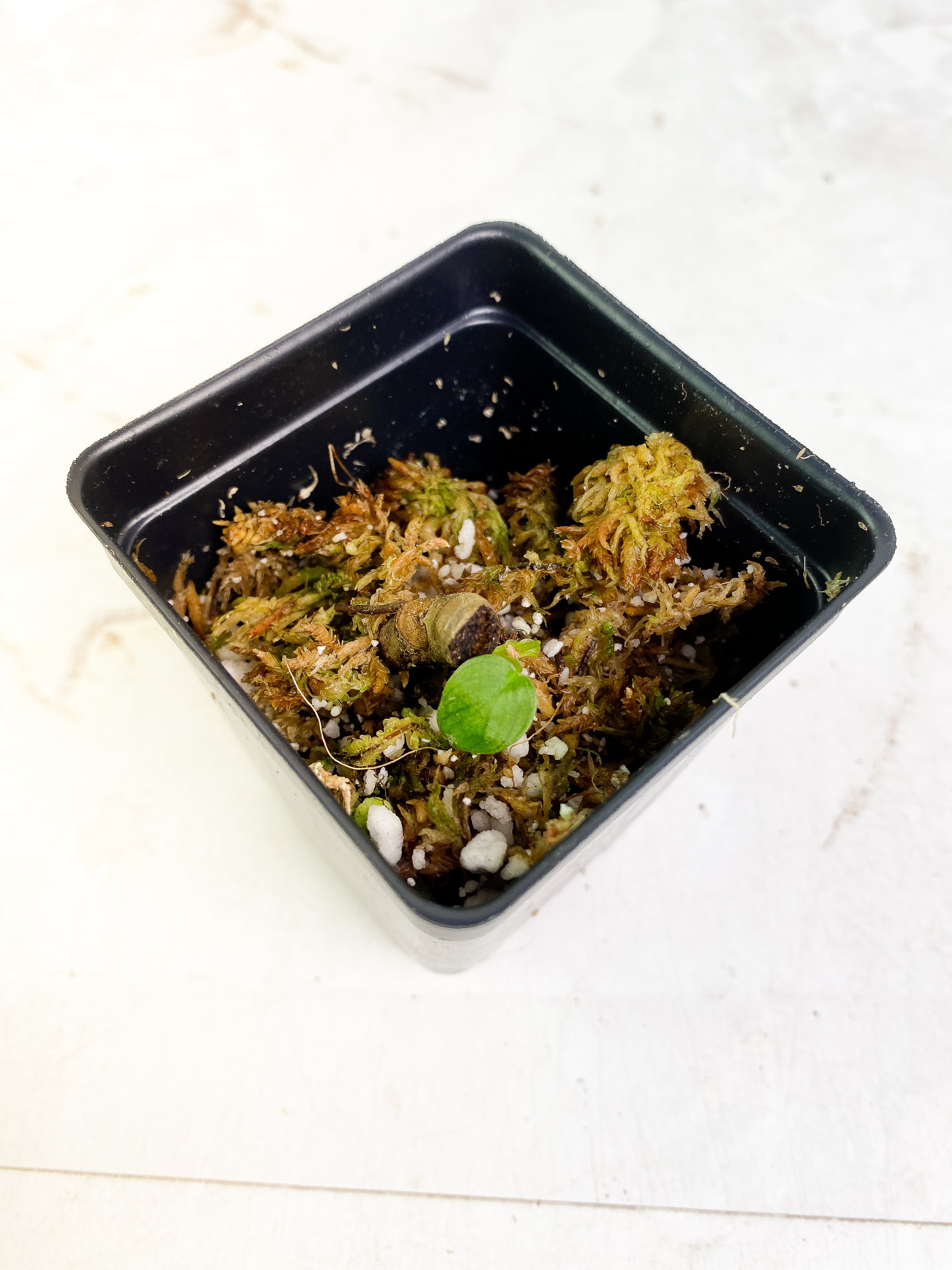 Philodendron verrucosum cobra cutting with 1 baby leaf and 1 sprout rooted