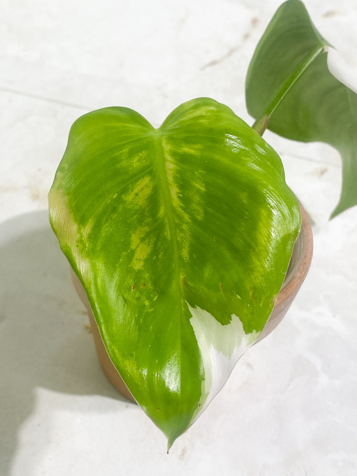 Philodendron White Princess Rooting  2 leaves 1 sprout   dark leaf Highly Variegated Top Cutting