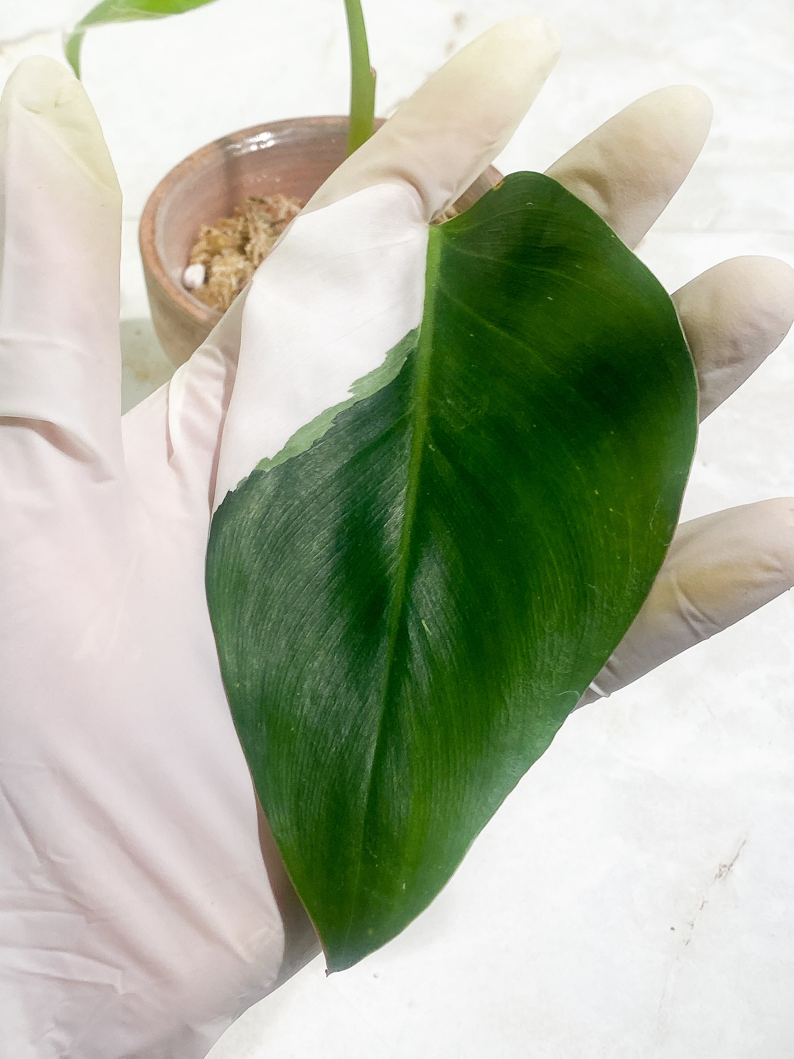 Philodendron White Princess Rooting  2 leaves 1 sprout   dark leaf Highly Variegated Top Cutting