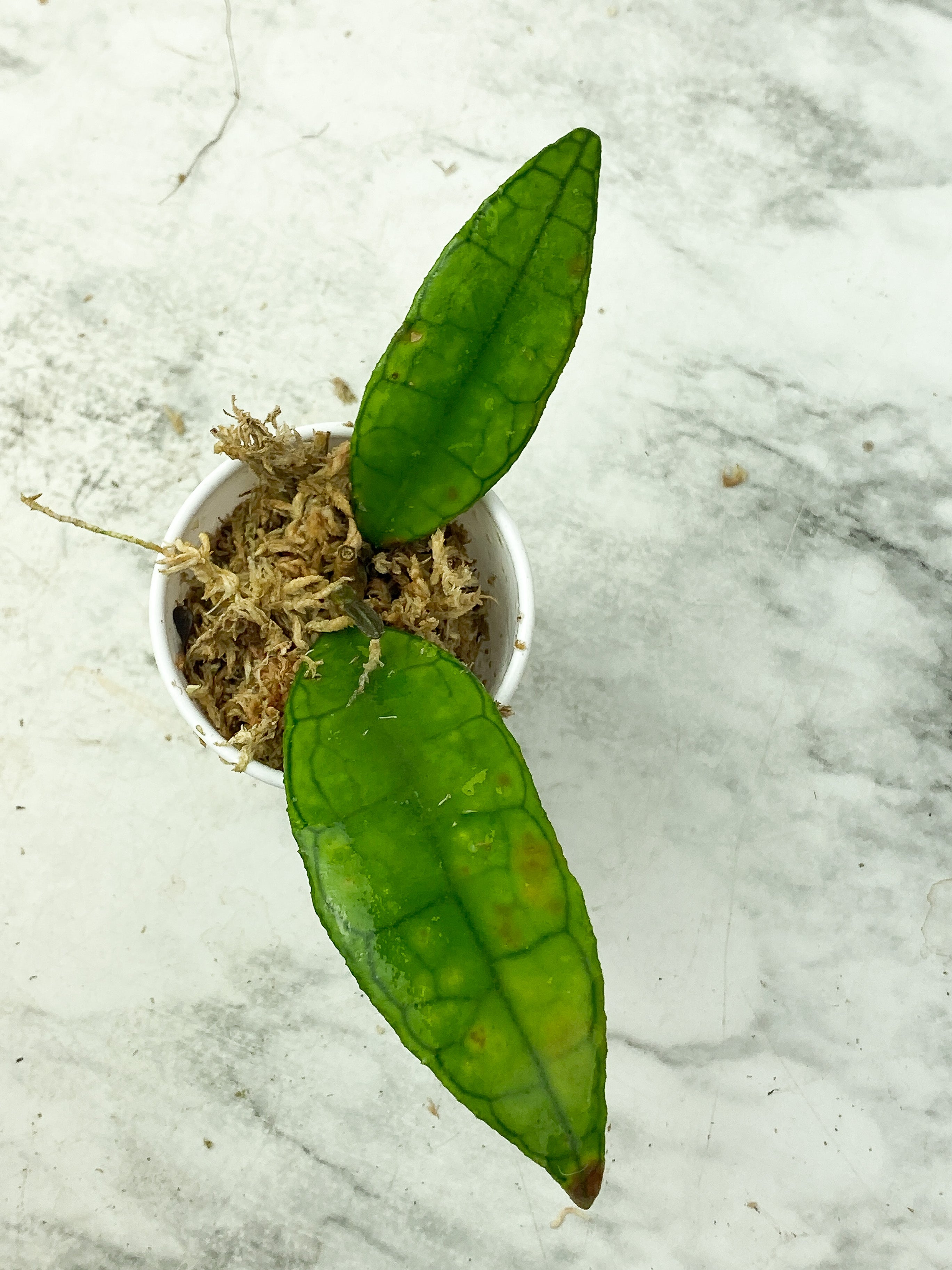 Hoya Finlaysonii Ripple Leaf Rooted. 3 leaves