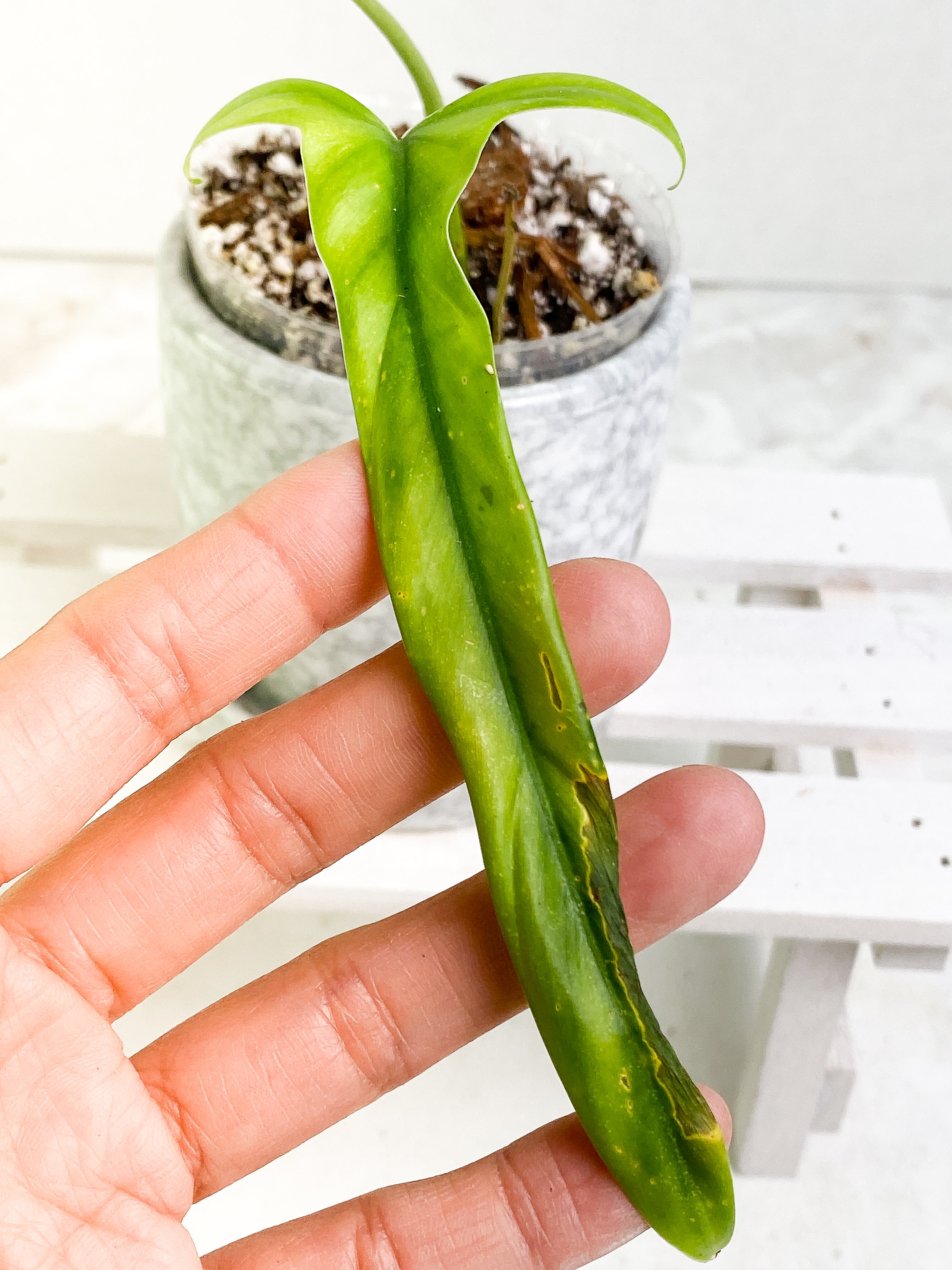 Philodendron Holtonianum cutting with 1 leaf and 1 sprout rooted