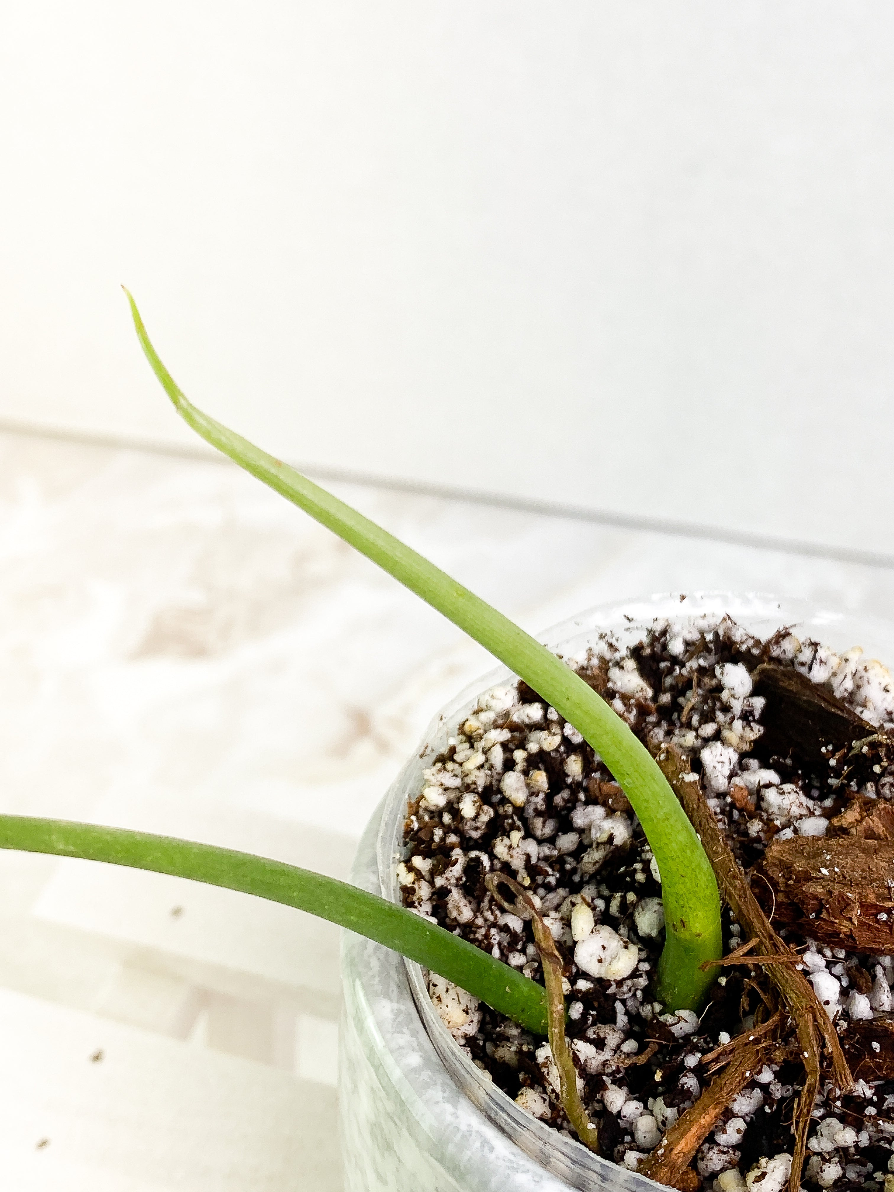 Philodendron Holtonianum cutting with 1 leaf and 1 sprout rooted