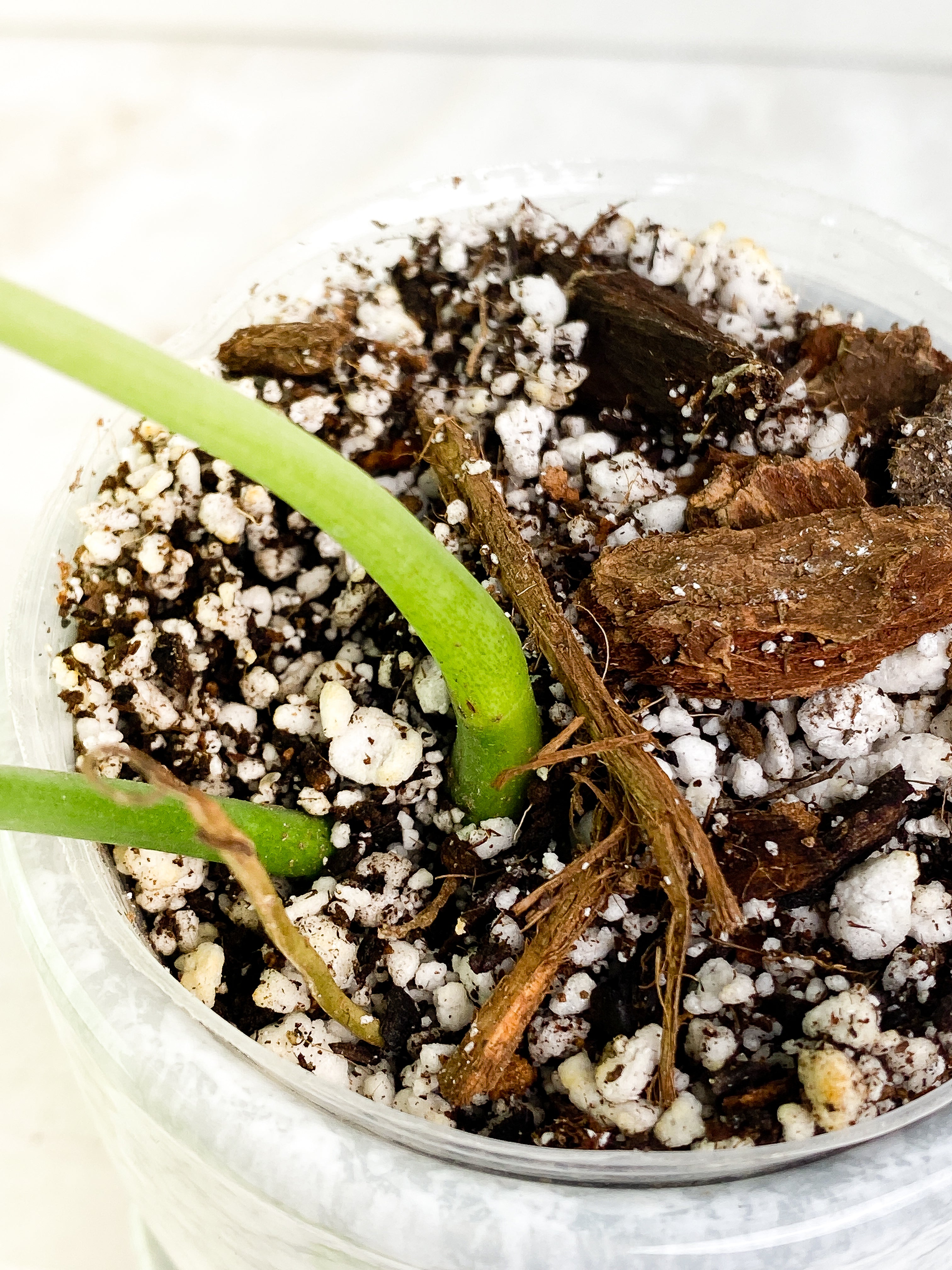 Philodendron Holtonianum cutting with 1 leaf and 1 sprout rooted