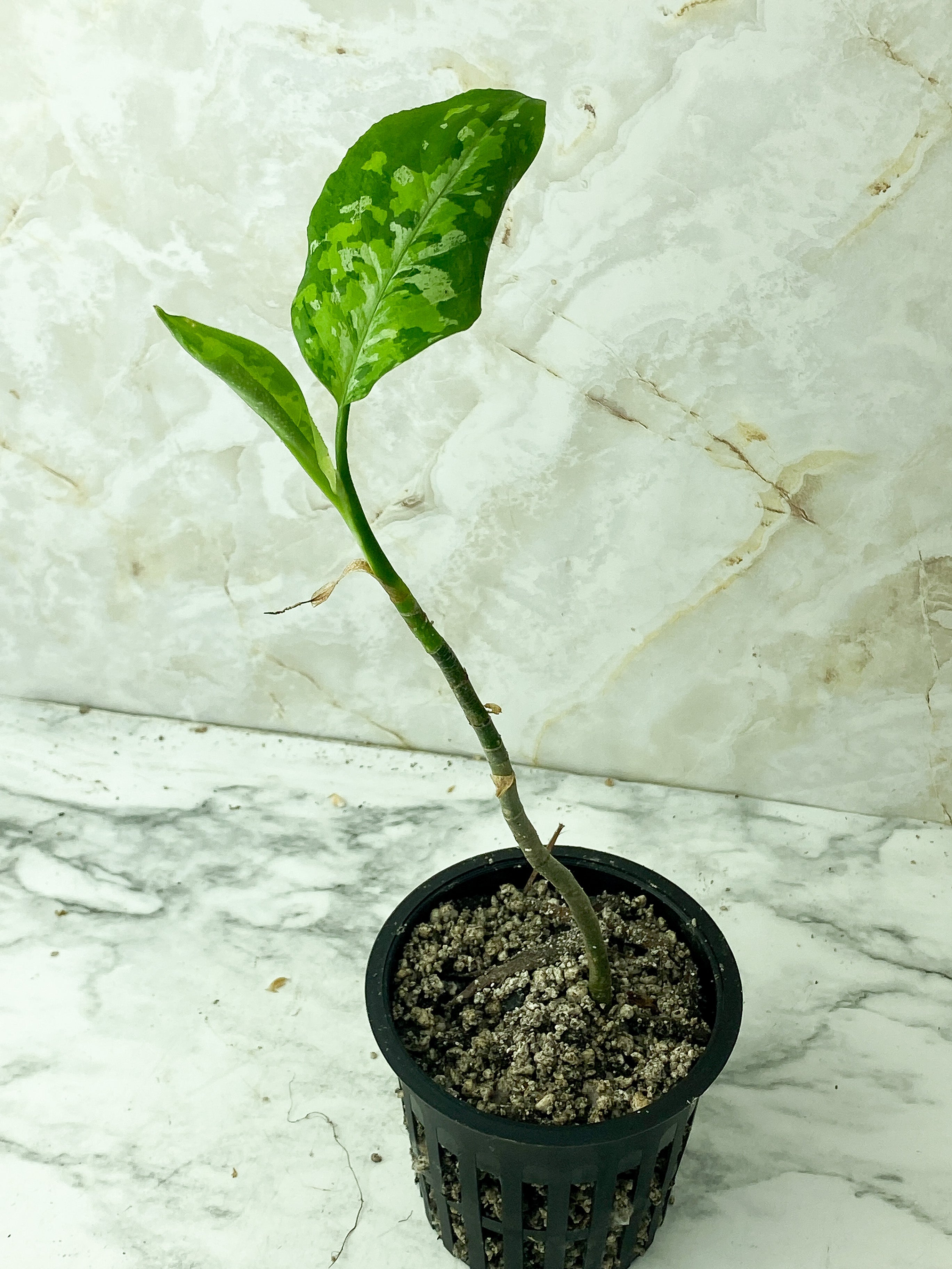 Reserved: Pictum tricolor