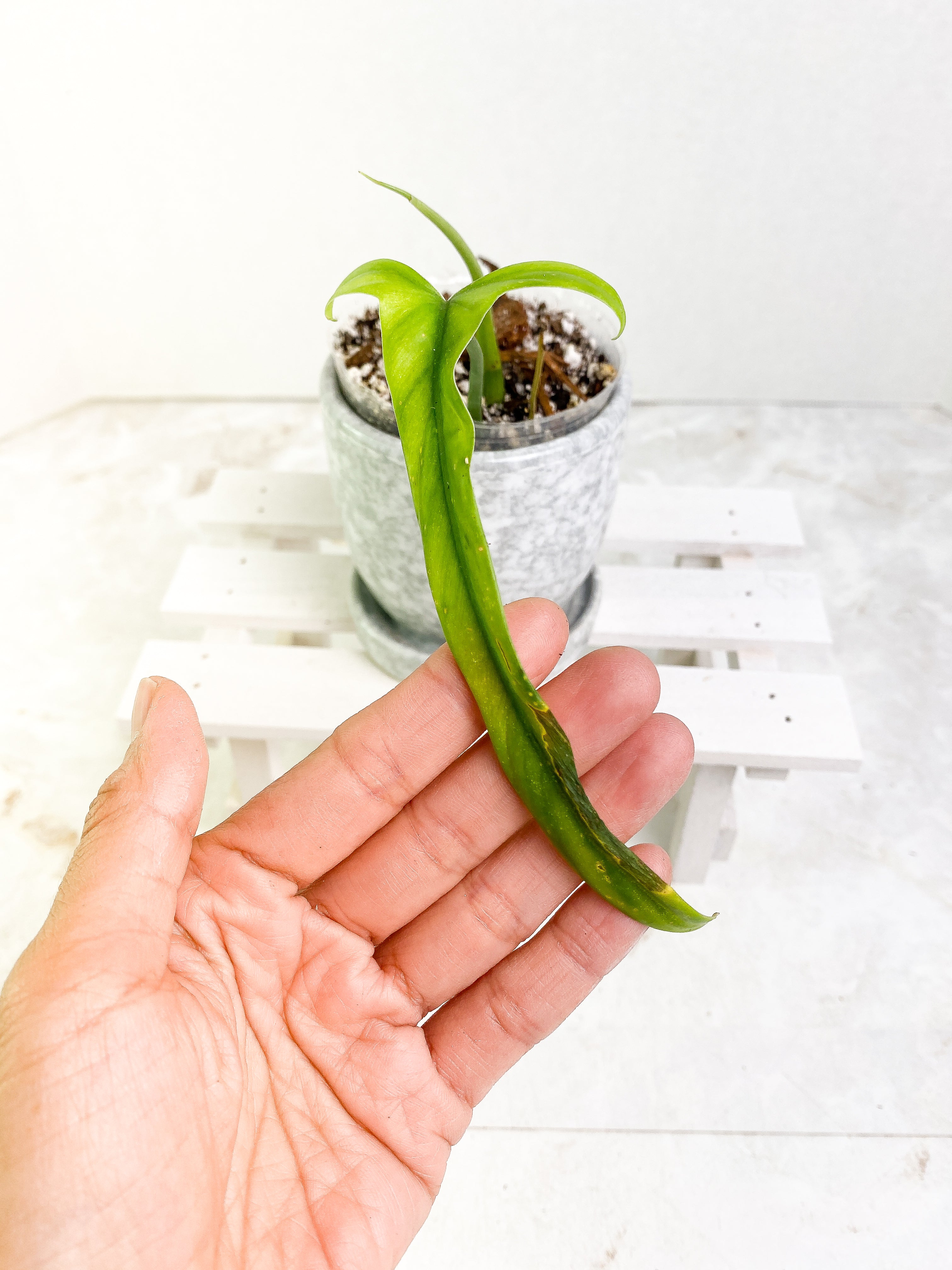 Philodendron Holtonianum cutting with 1 leaf and 1 sprout rooted
