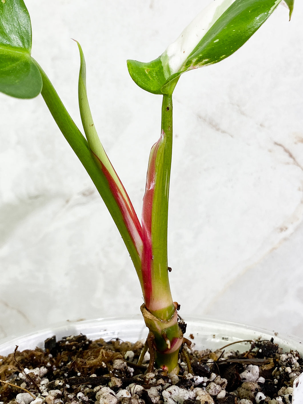 Philodendron White Princess 2 leaves 1 sprout 2 buds slightly rooted