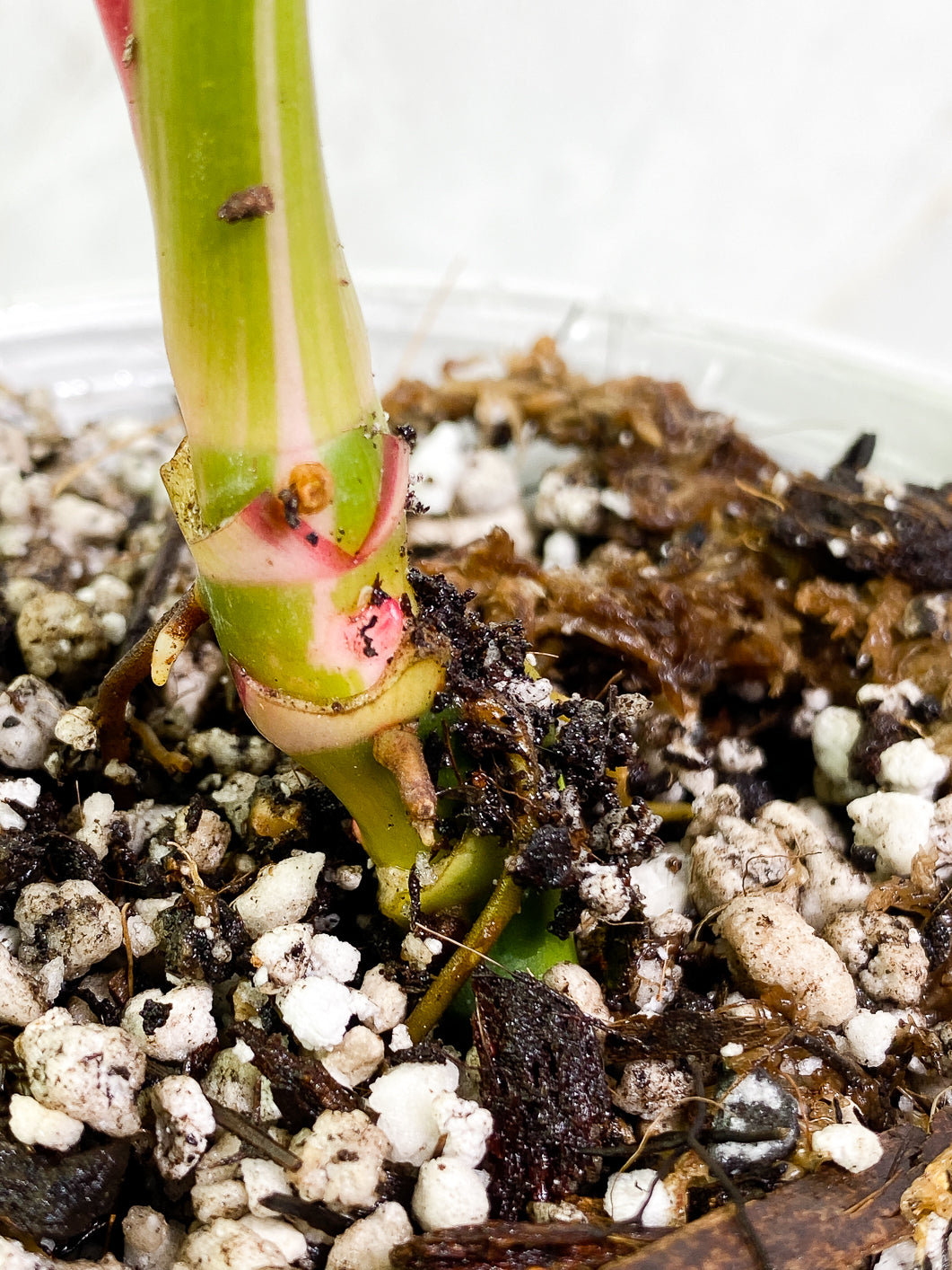 Philodendron White Princess 2 leaves 1 sprout 2 buds slightly rooted