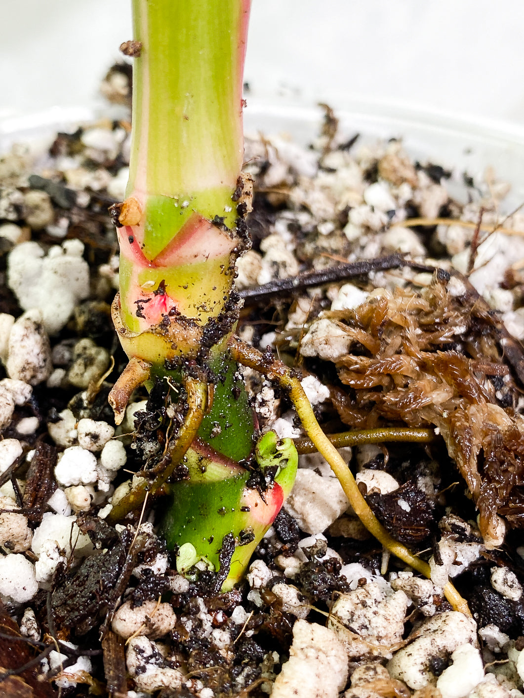 Philodendron White Princess 2 leaves 1 sprout 2 buds slightly rooted