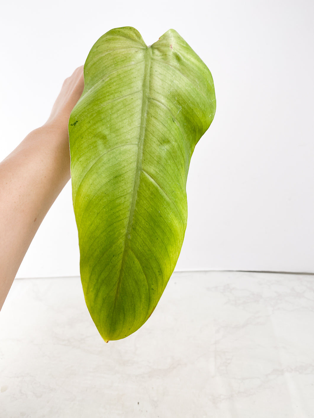 Philodendron  Whipple Way 1 leaf 2 nodes