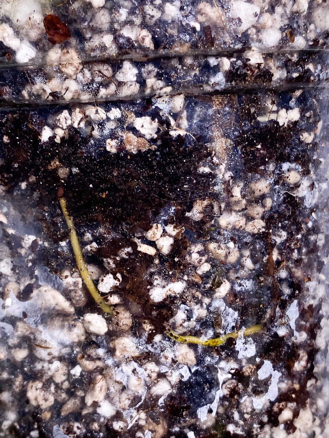 Philodendron White Princess 2 leaves 1 sprout 2 buds slightly rooted