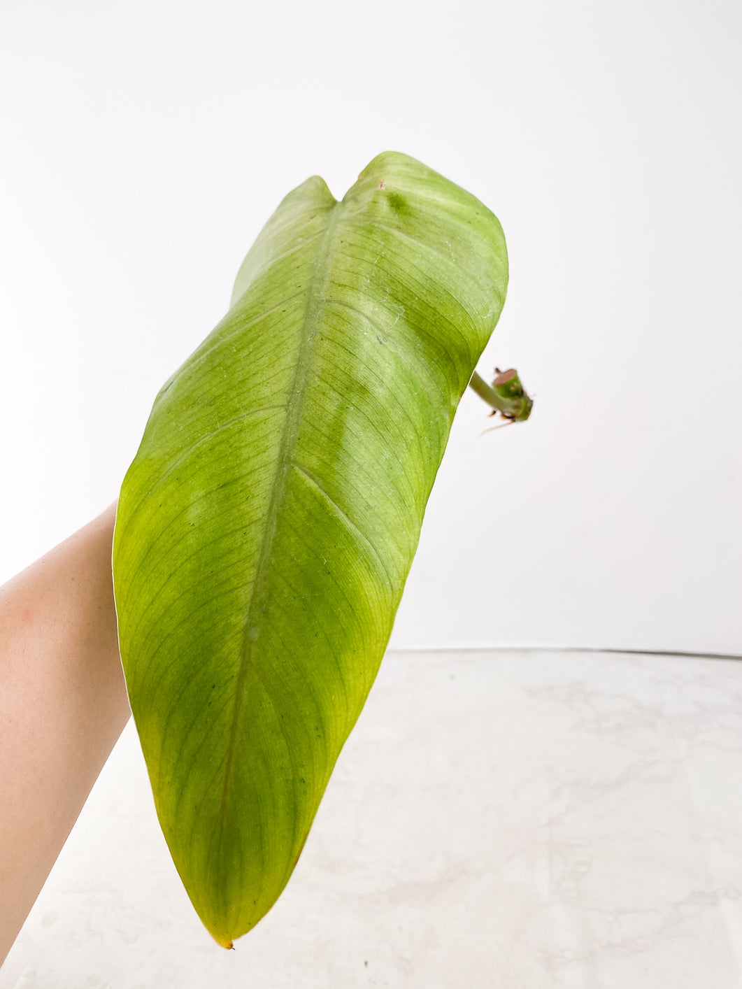 Philodendron  Whipple Way 1 leaf 2 nodes