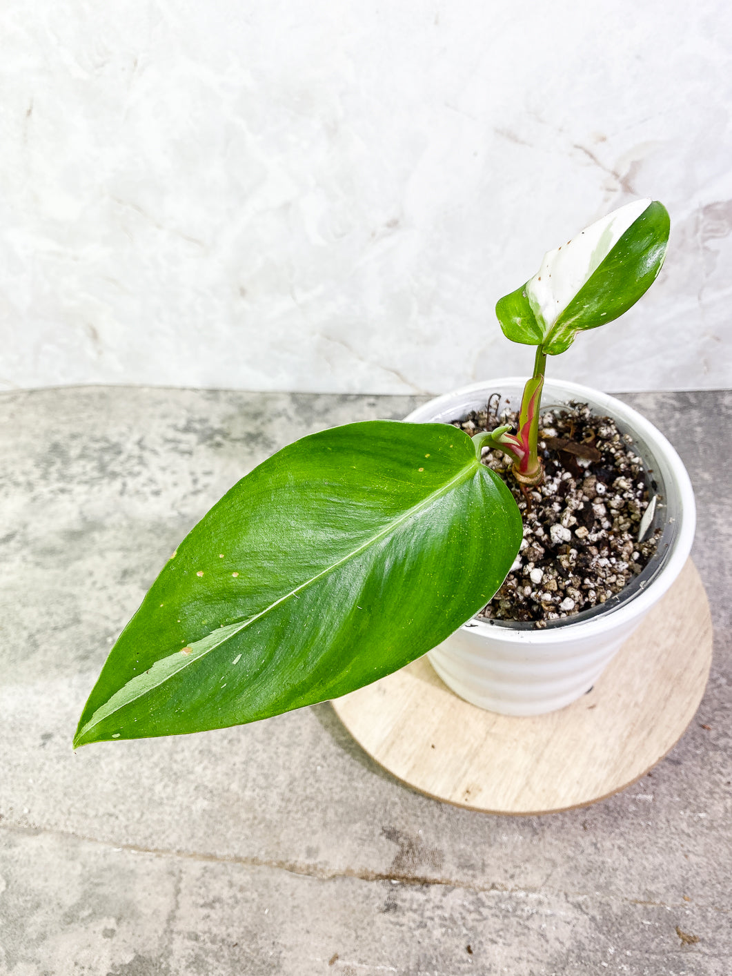 Philodendron White Princess 2 leaves 1 sprout 2 buds slightly rooted