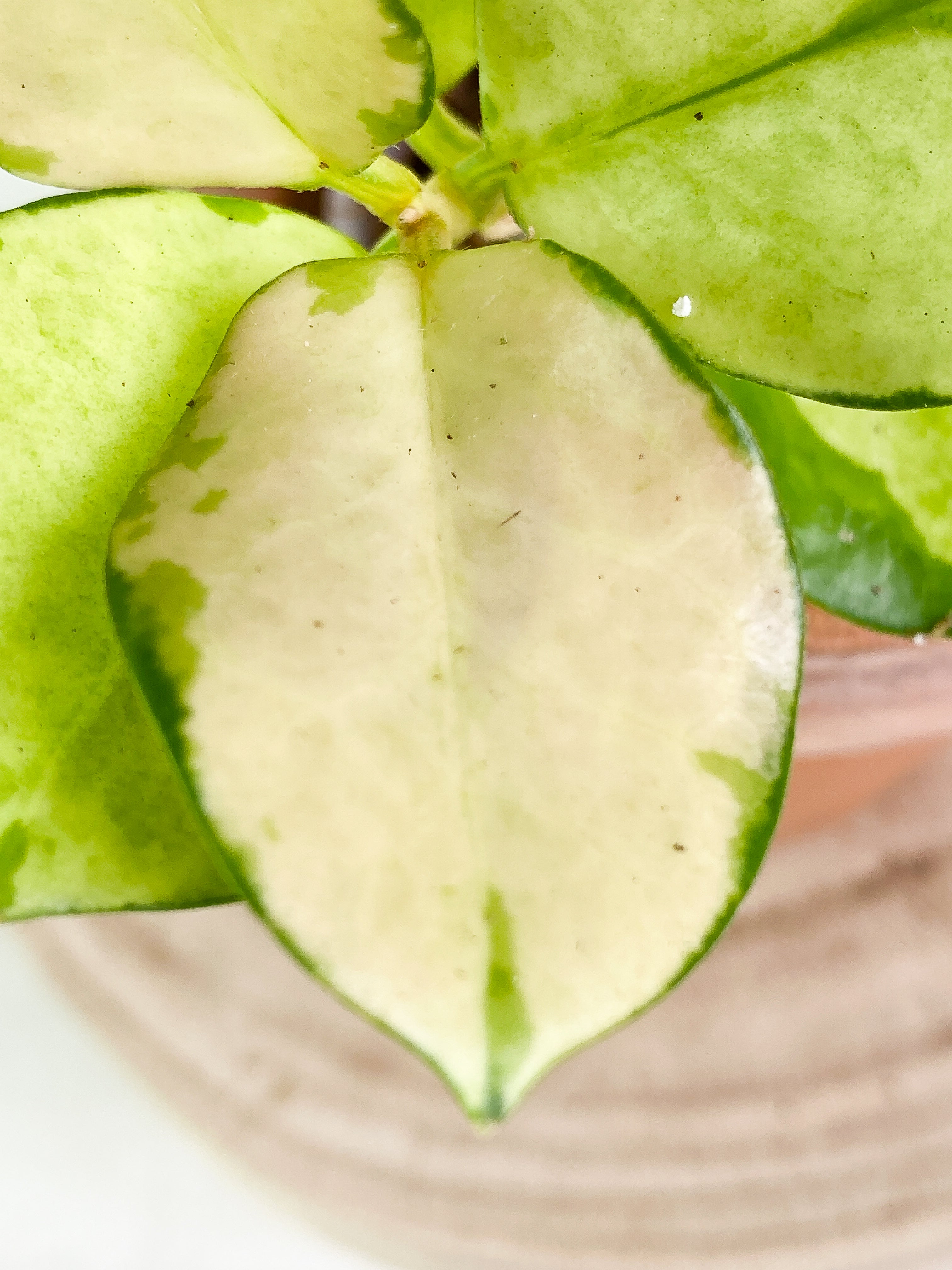 Hoya Australis Lisa more than 5 leaves Rooted