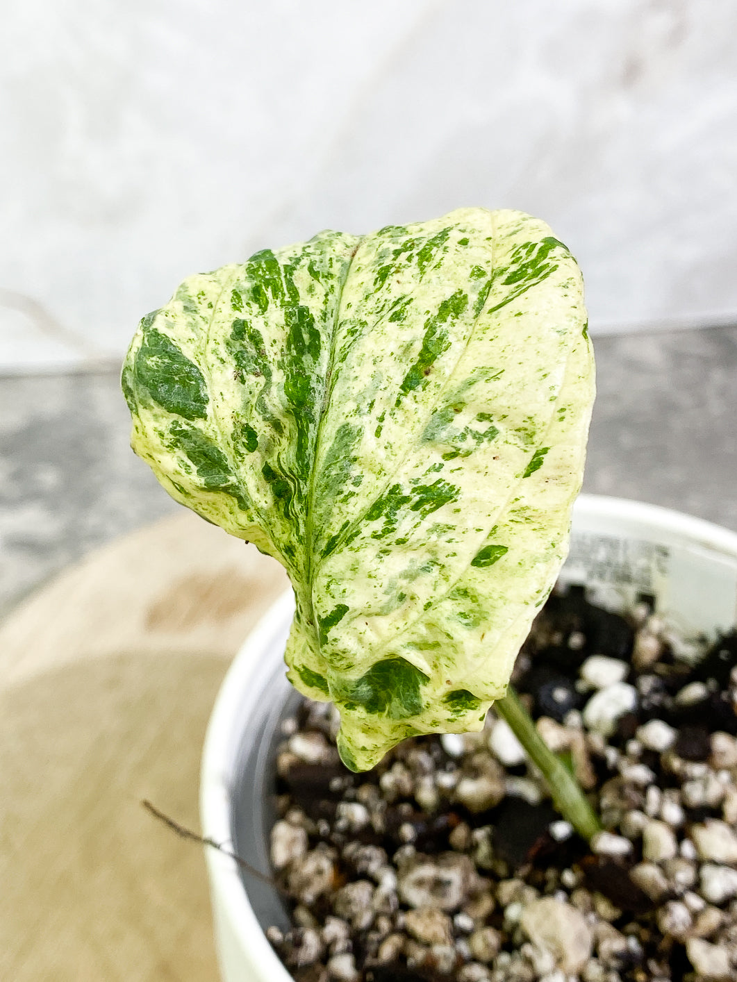 Amydrium medium Variegated 1 leaf slightly rooted
