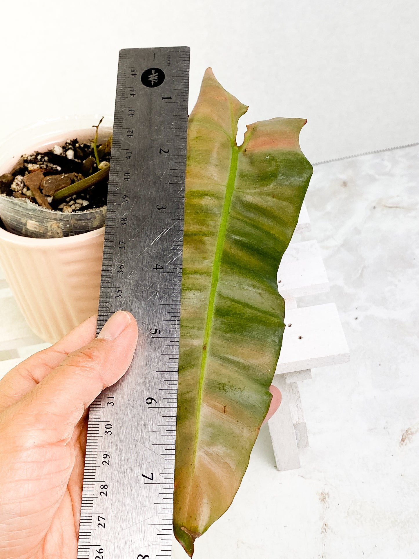 Philodendron Atabapoense x Billietiae cutting with 1 leaf rooted