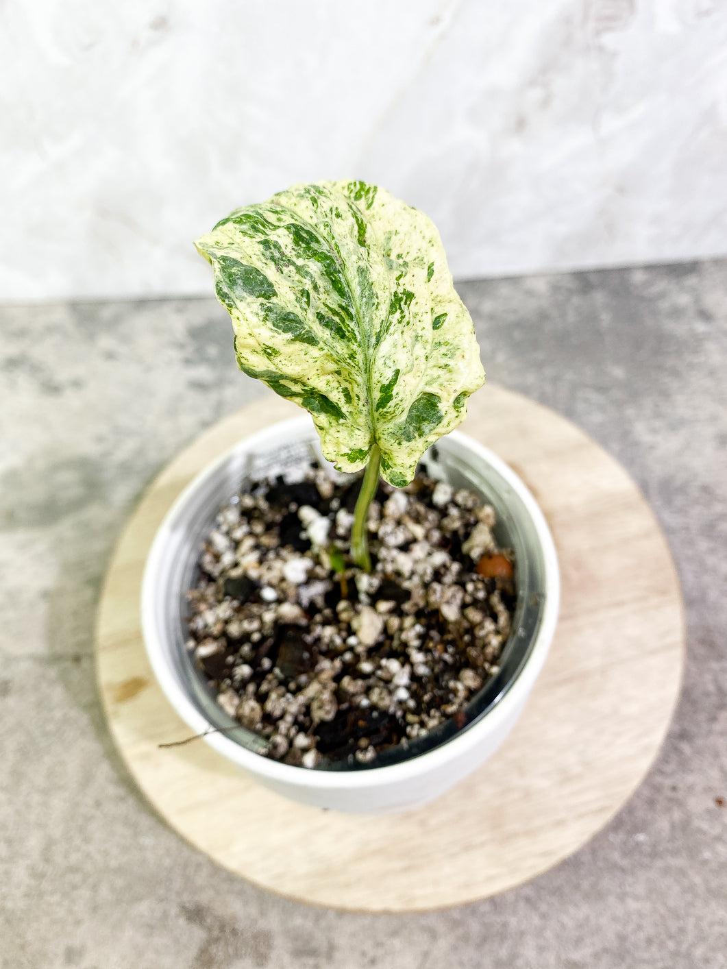 Amydrium medium Variegated 1 leaf slightly rooted