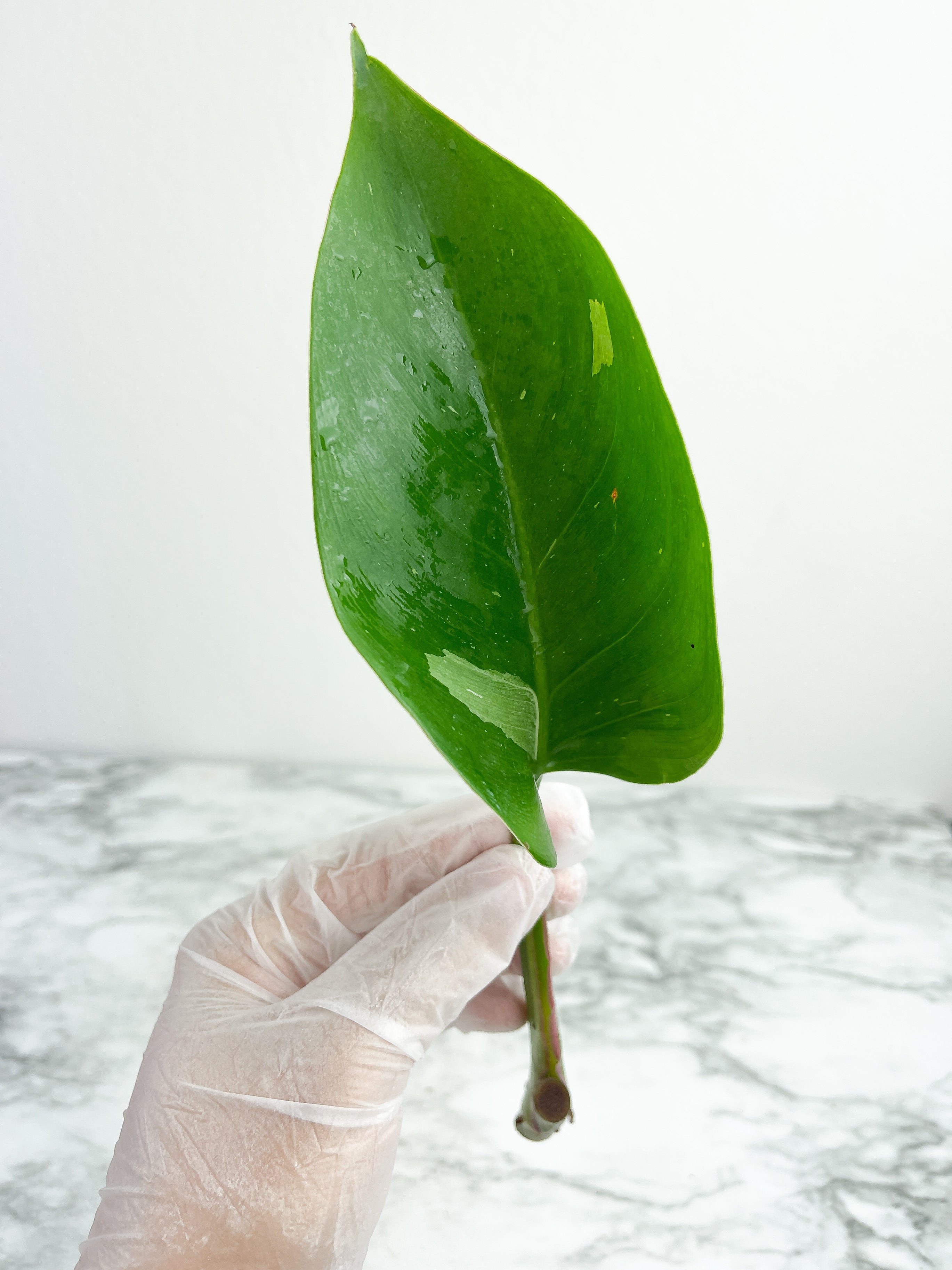 Philodendron White Princess unrooted cutting 1 leaf with growing eyes.  (Sample mother plants are in last photo which are not included in this sale. )