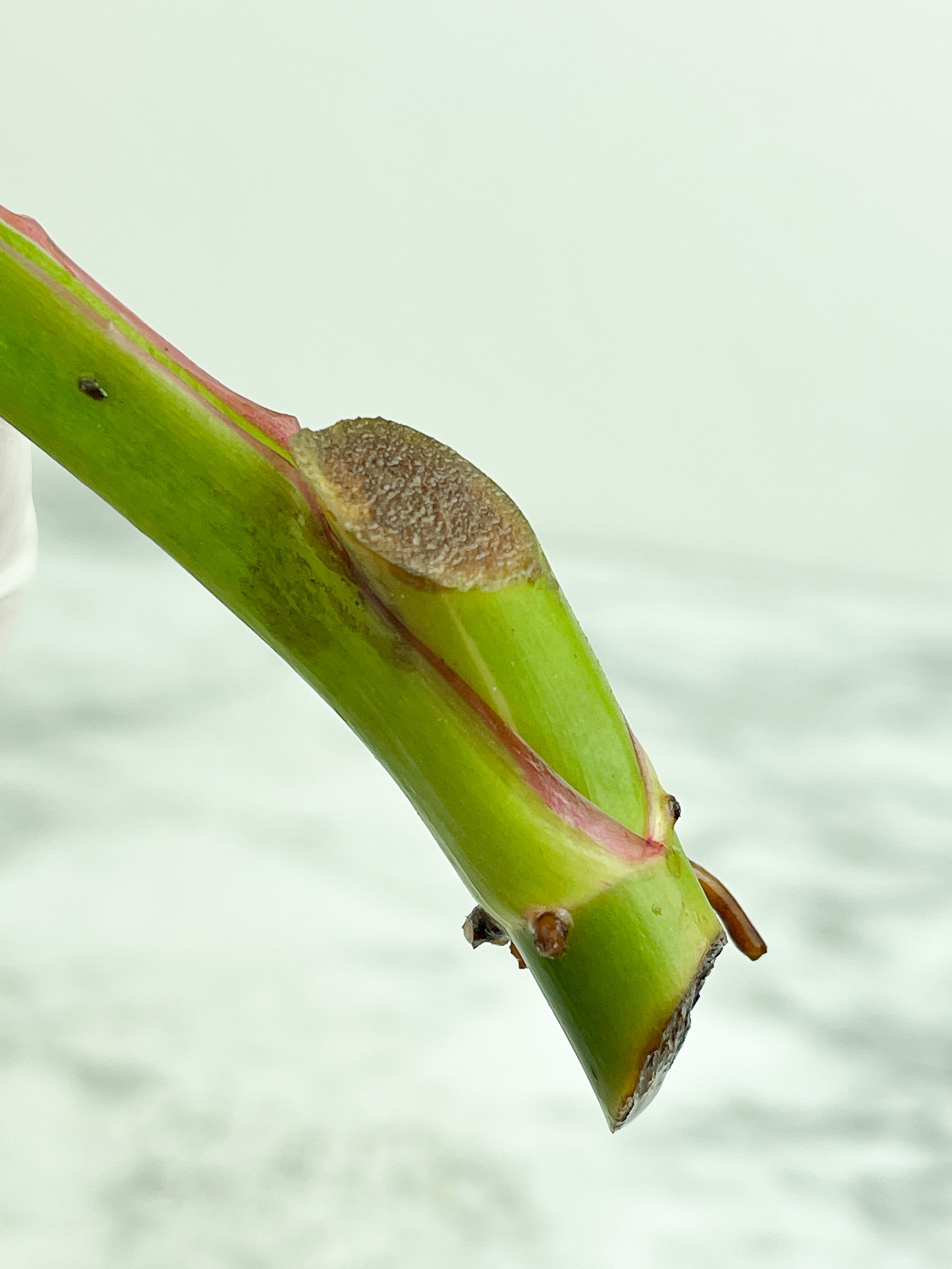 Philodendron White Princess unrooted cutting 1 leaf with growing eyes.  (Sample mother plants are in last photo which are not included in this sale. )