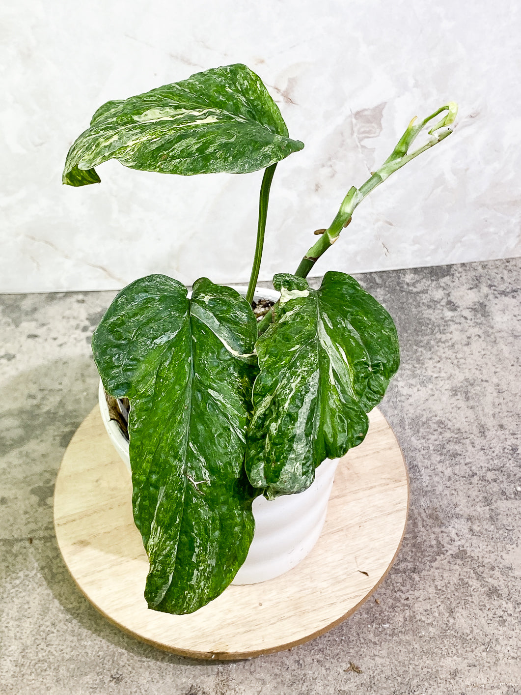 Amydrium medium Variegated 3 leaves 1 sprout slightly rooted